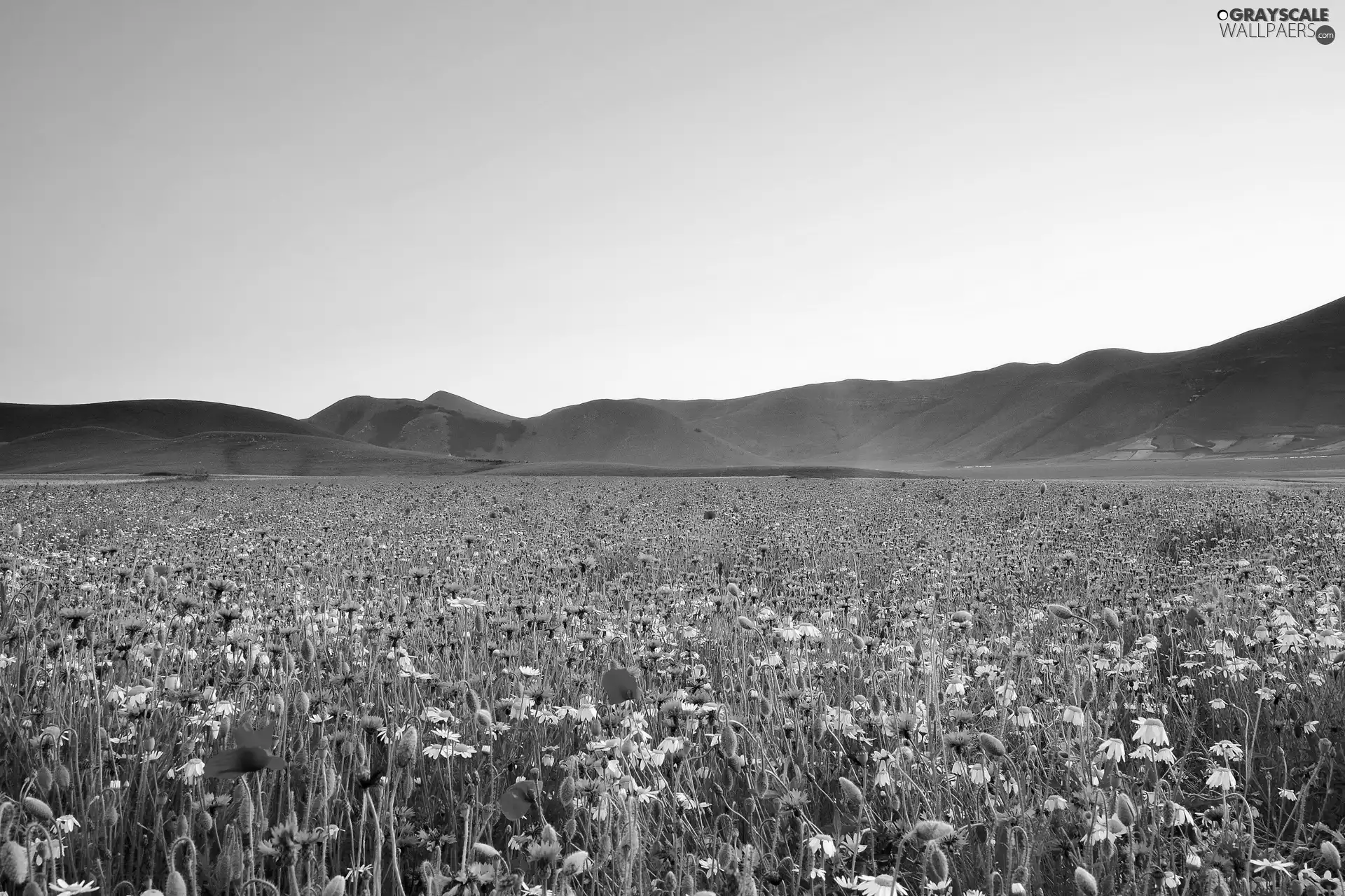 Meadow, Flowers