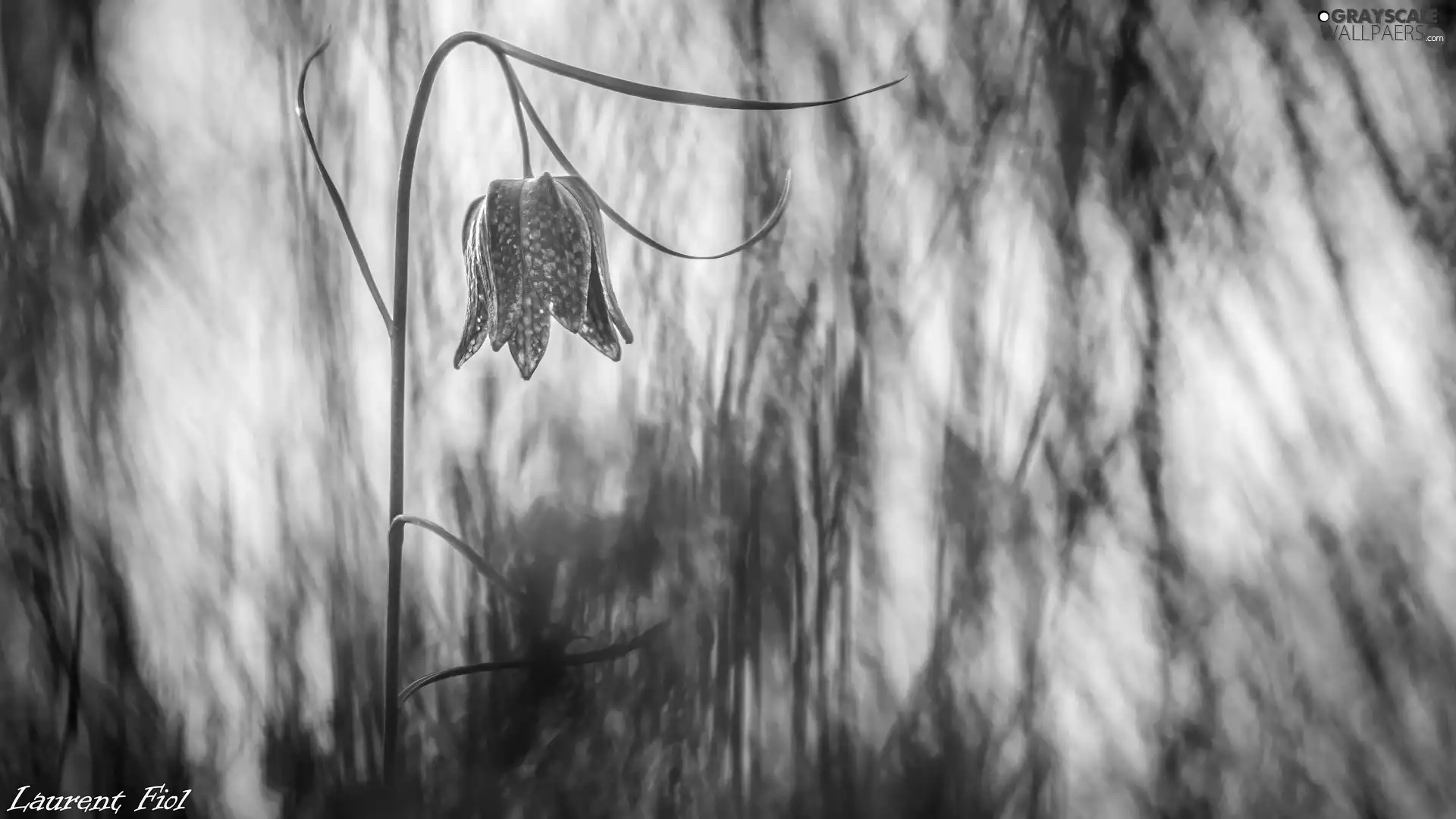 blurry background, Colourfull Flowers, Fritillaria meleagris