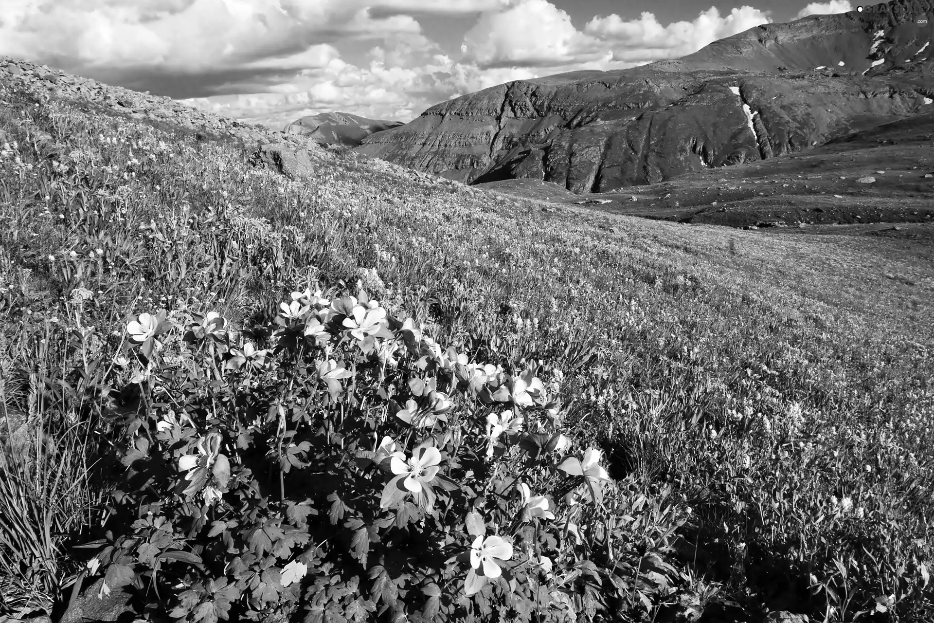 Mountains, Meadow, Flowers, clouds