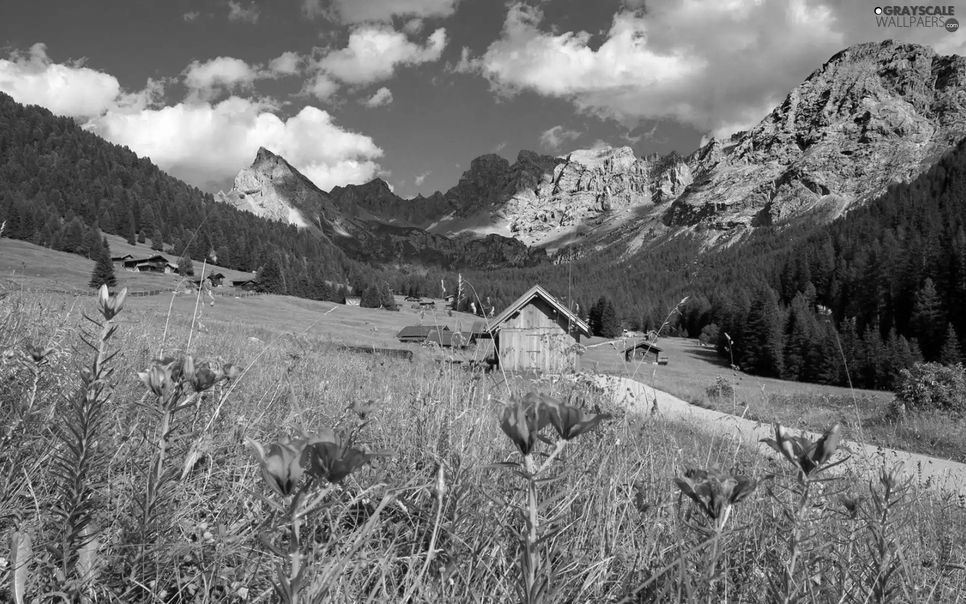 Mountains, Meadow, Flowers, Sheds