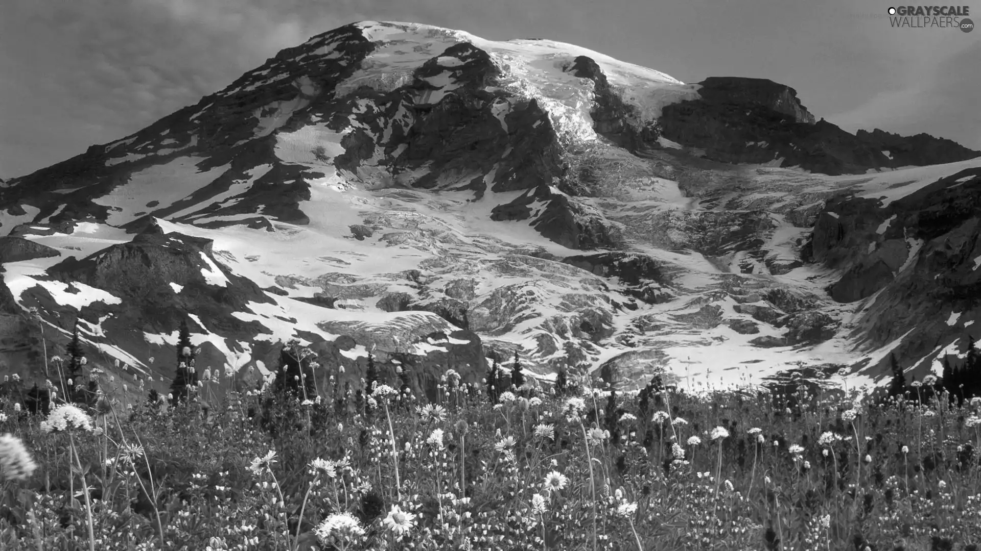 Flowers, Snowy, Mountains