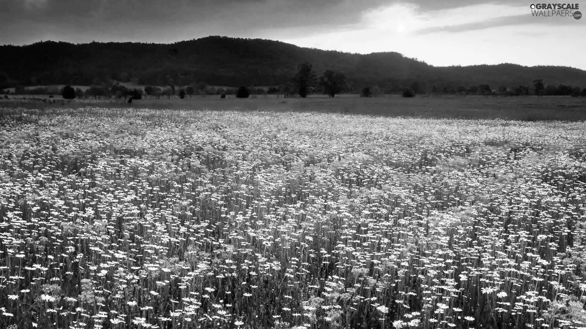 Mountains, Great Sunsets, Flowers, Meadow