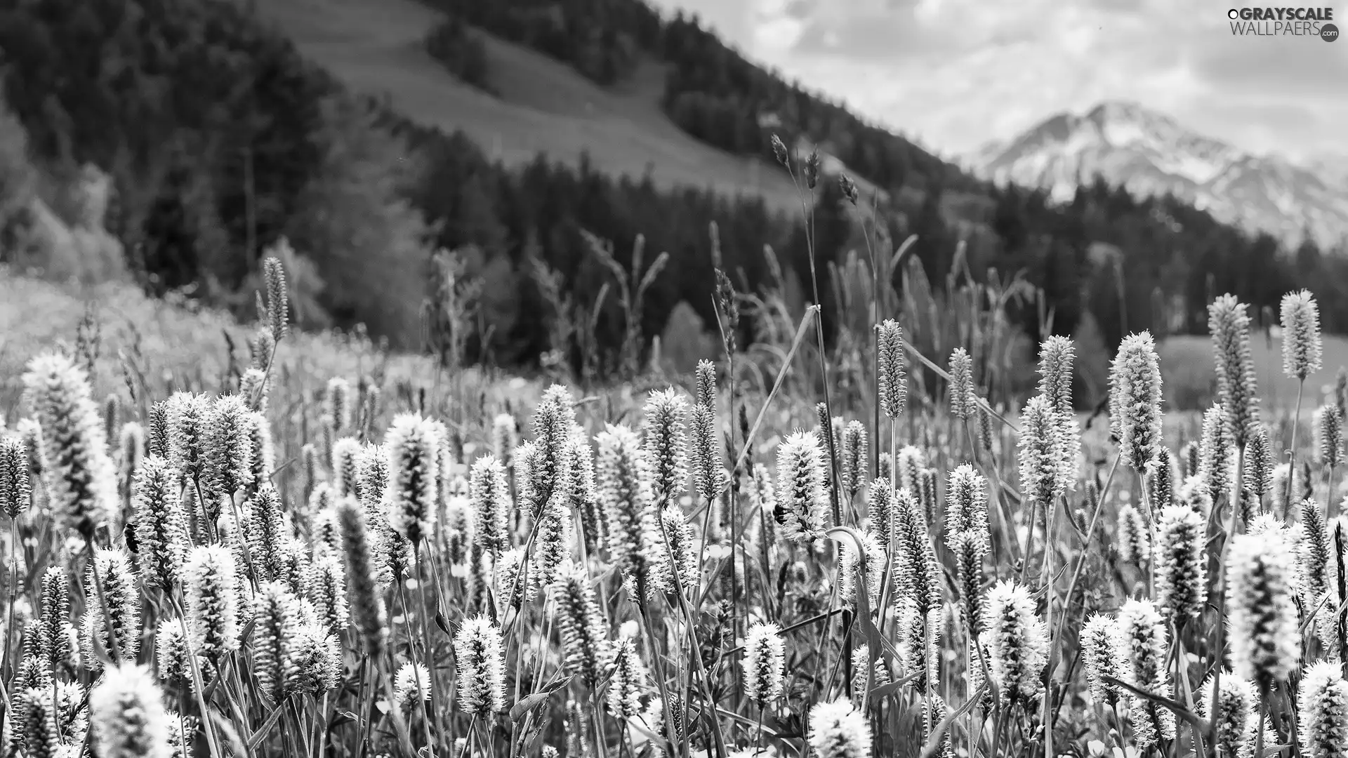 Mountains, Wildflowers, Flowers, Meadow