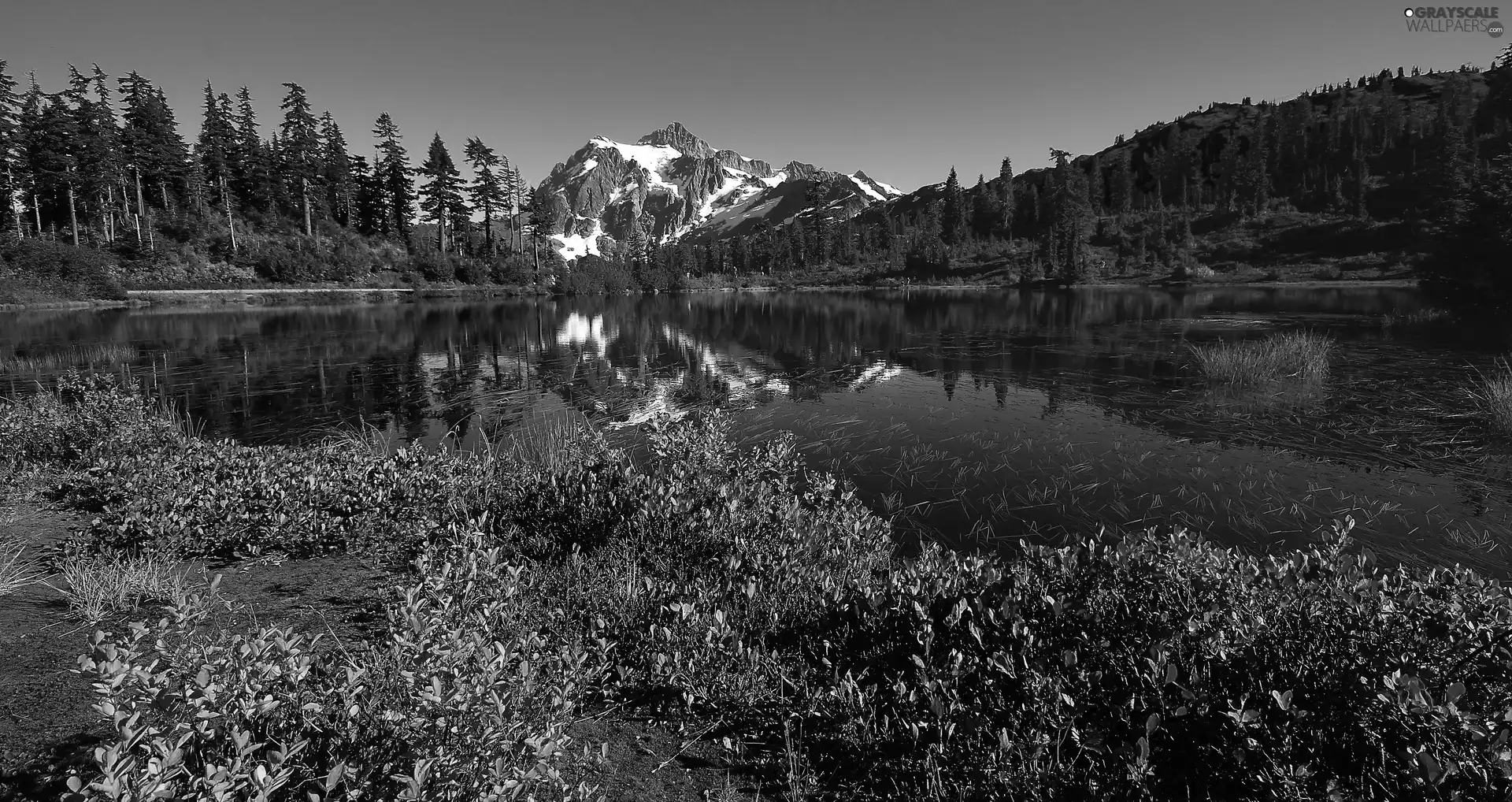 Mountains, woods, Flowers, lake