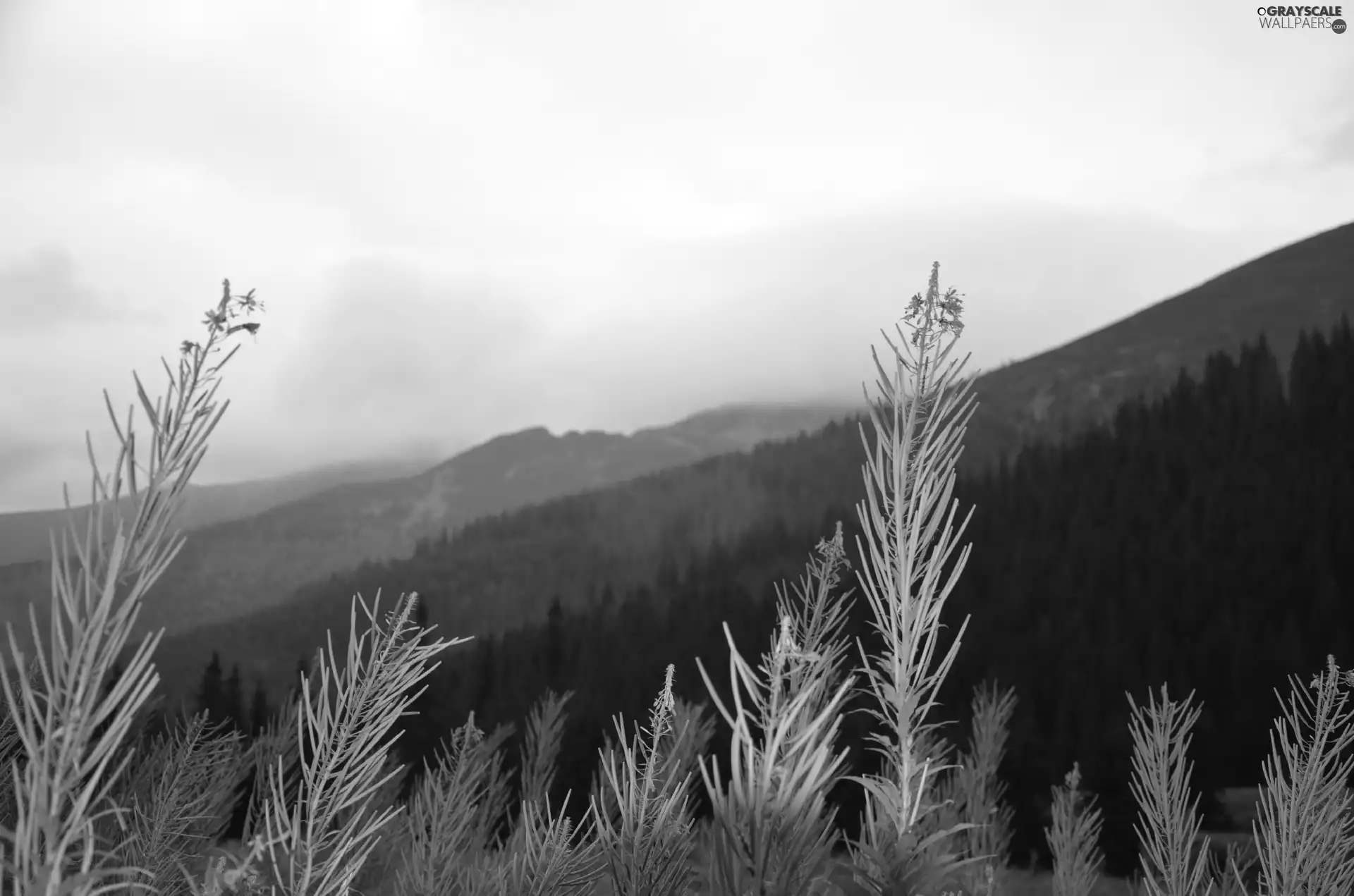 Mountains, Flowers