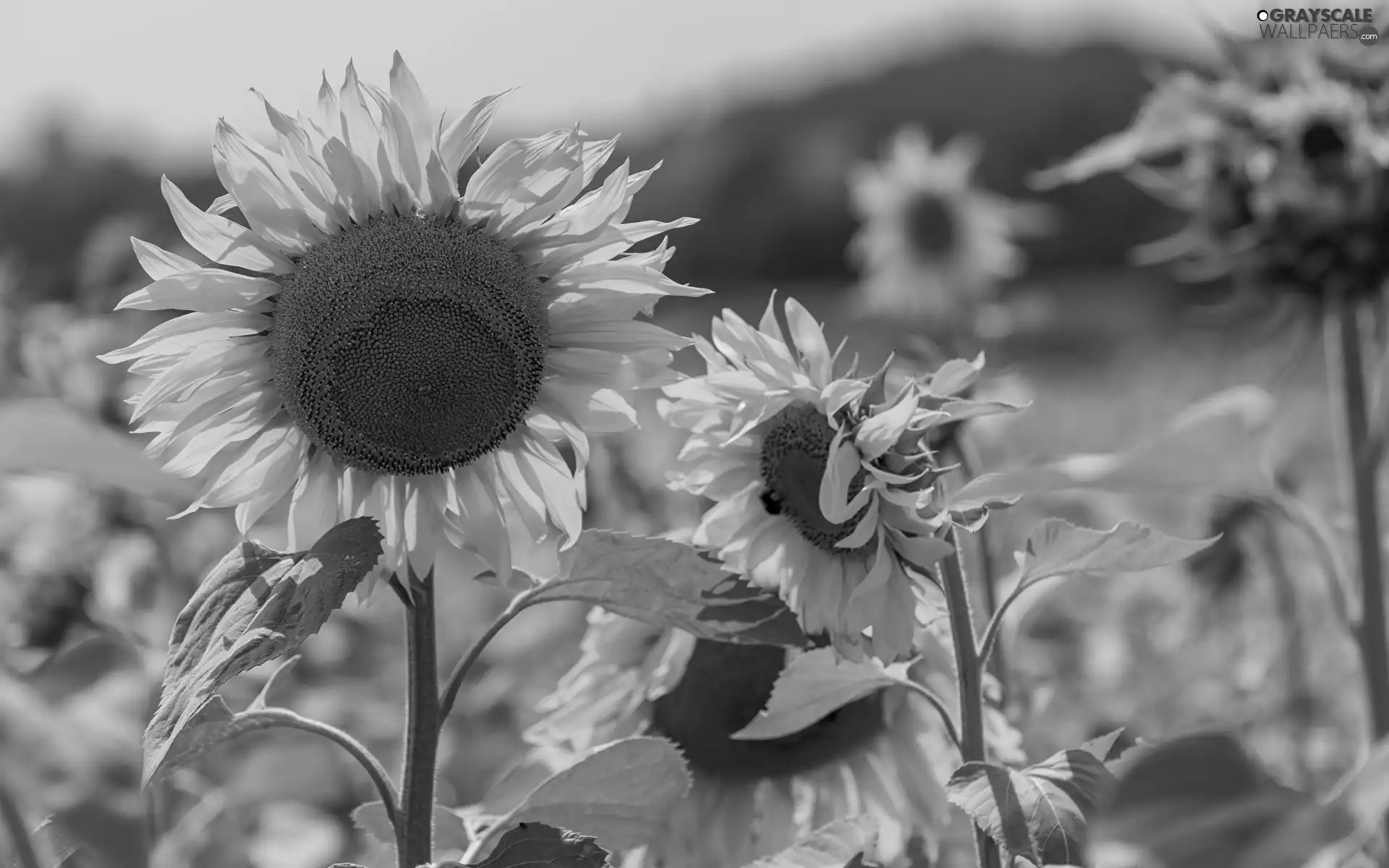 Nice sunflowers, Field, Flowers