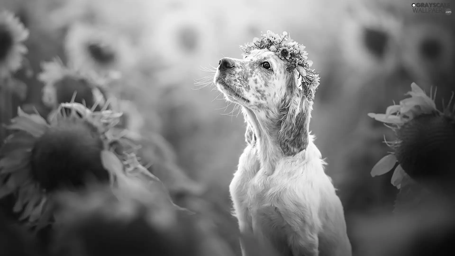 dog, Flowers, Nice sunflowers, wreath