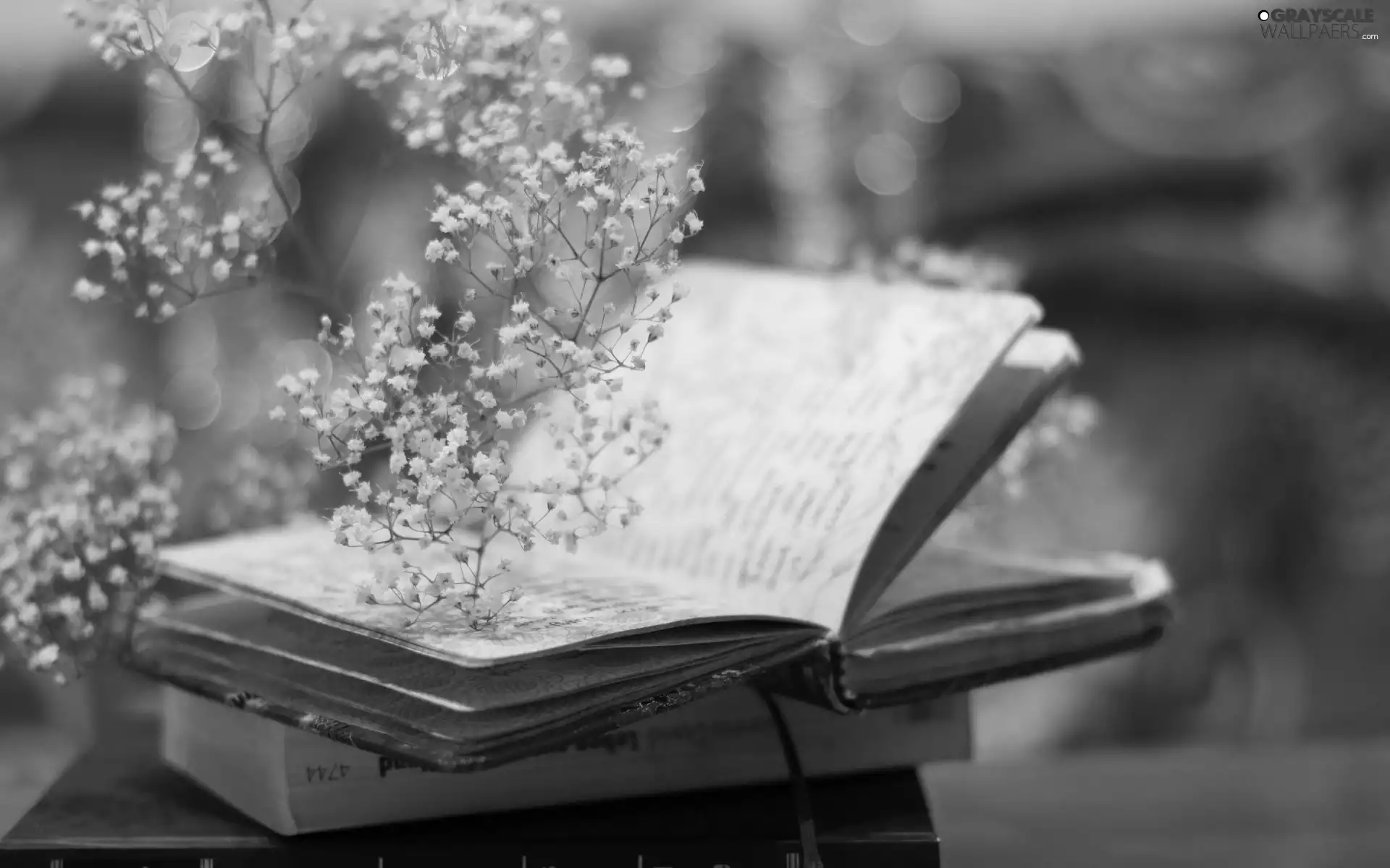 open, twig, Flowers, Book