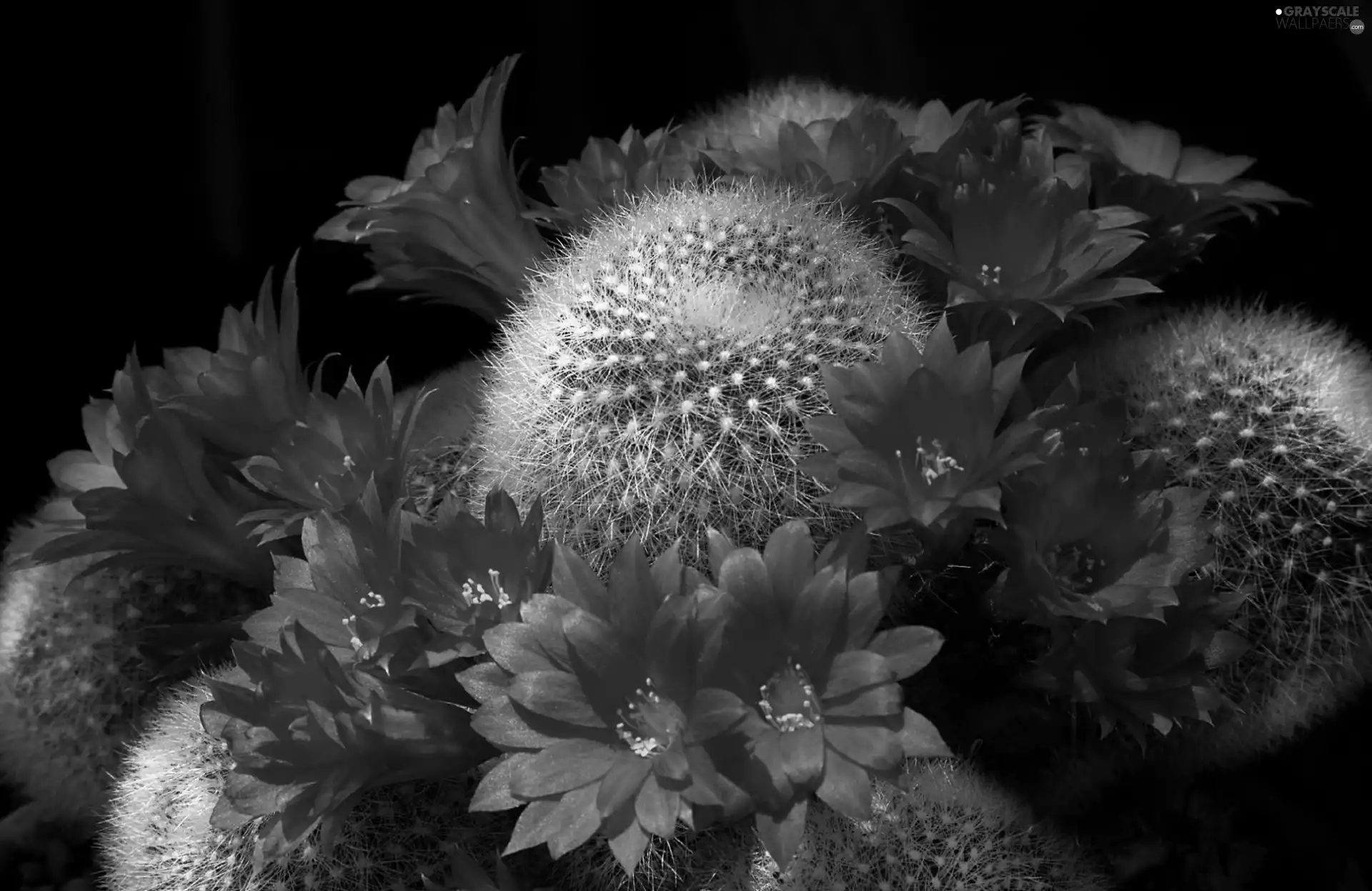 Flowers, Cactus, Orange