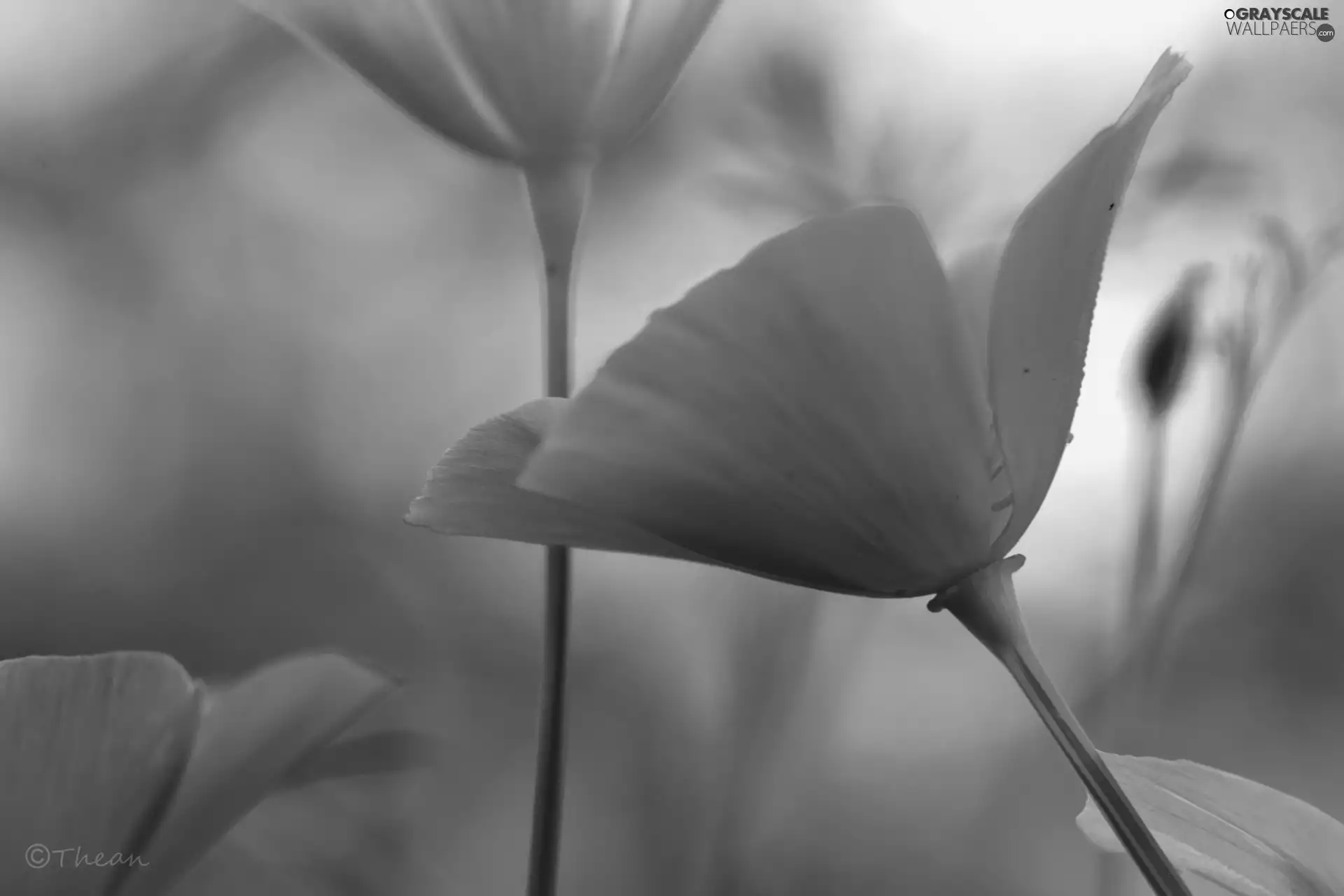 Orange, Flowers