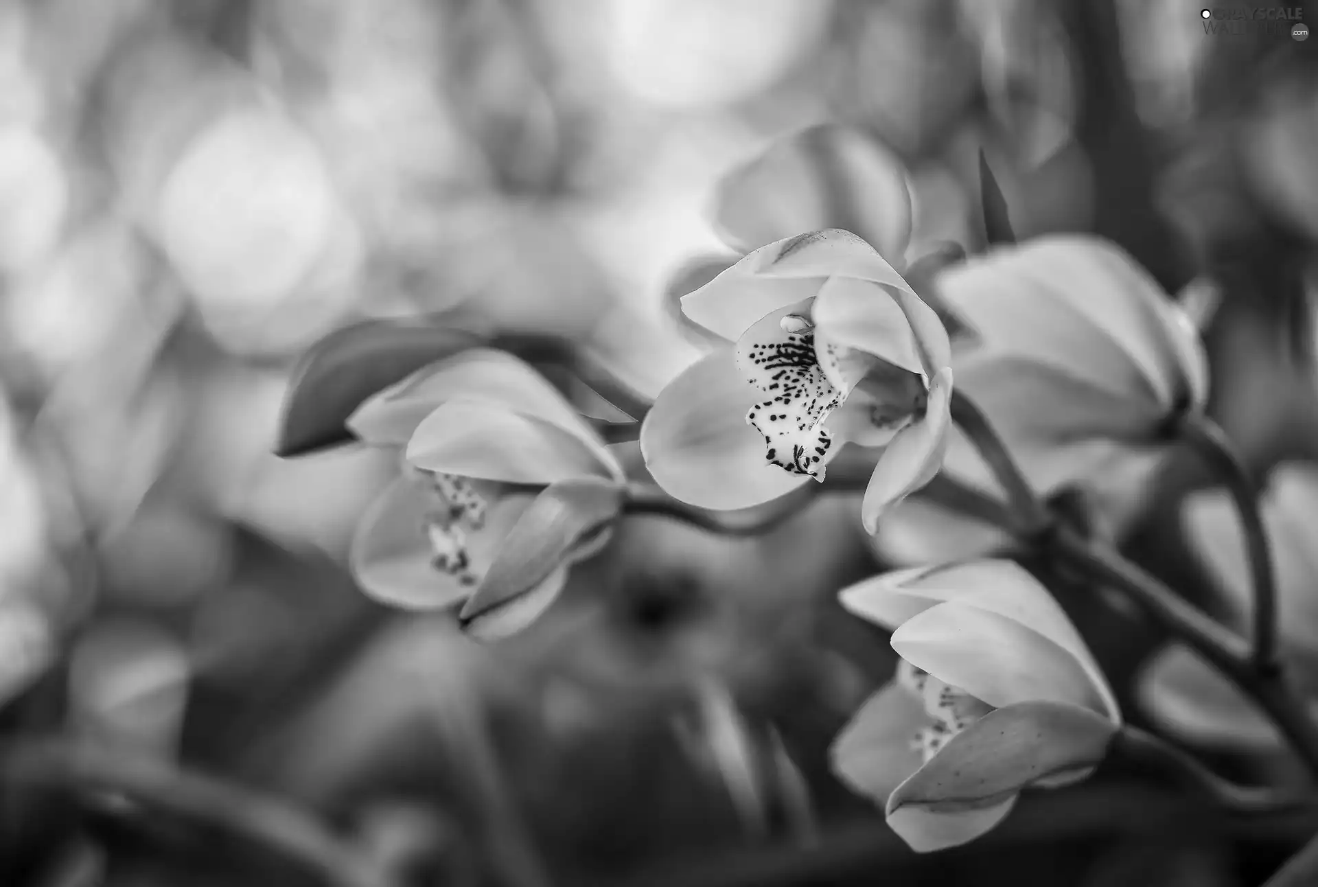 orchids, Flowers