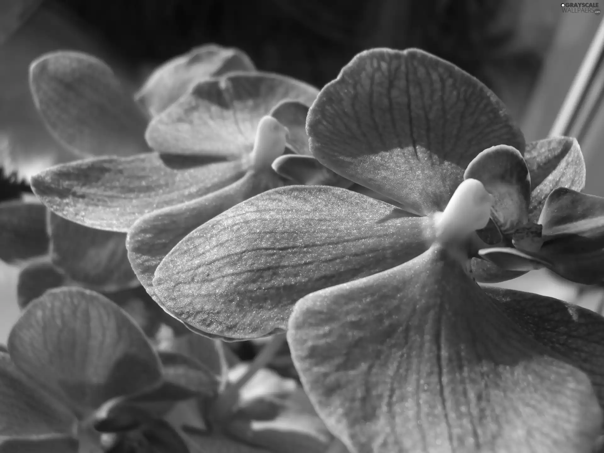 orchids, Flowers