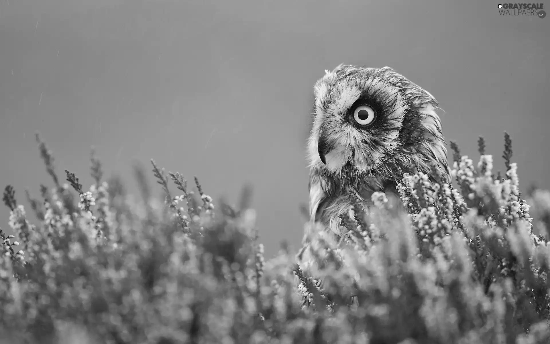 owl, Flowers