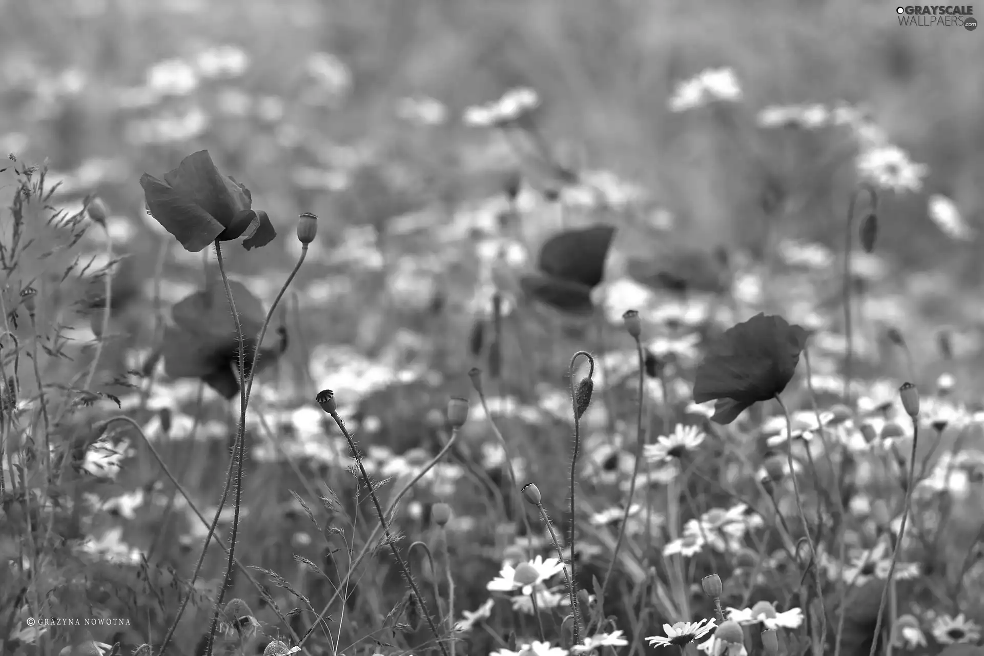 papavers, chamomile, Flowers, Red