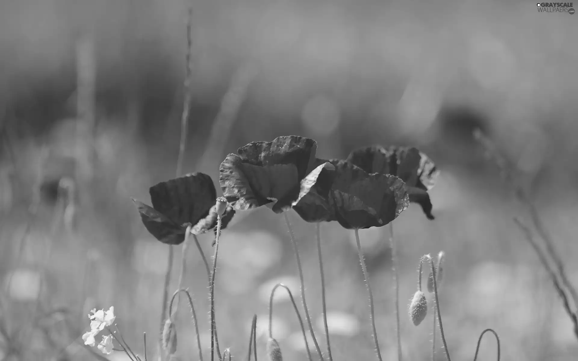 Flowers, Red, papavers