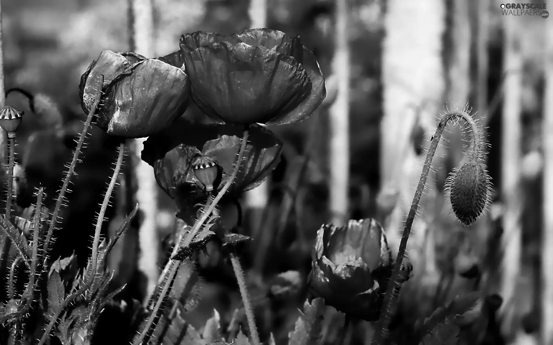 papavers, Flowers