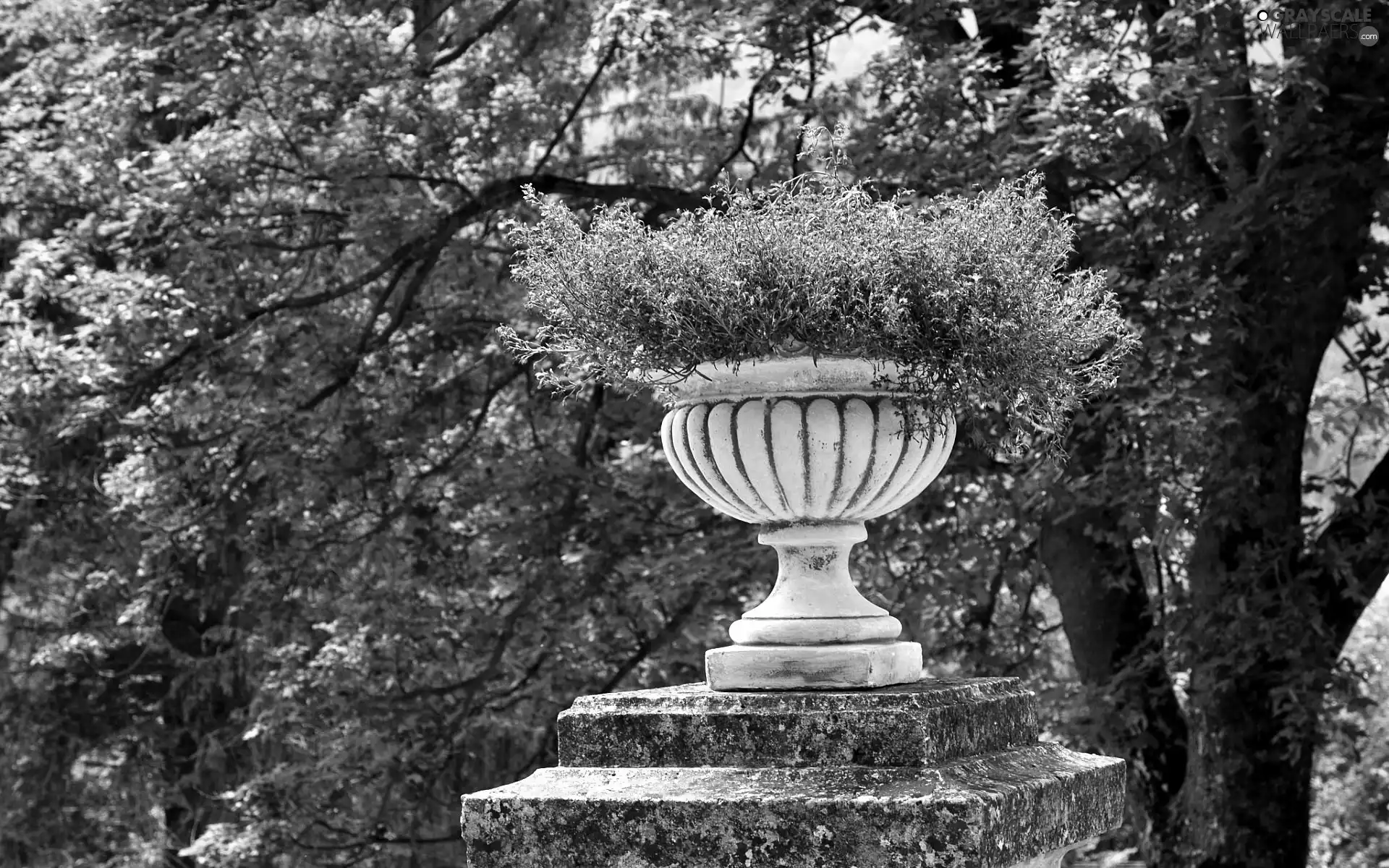 Park, vase, Flowers, stone