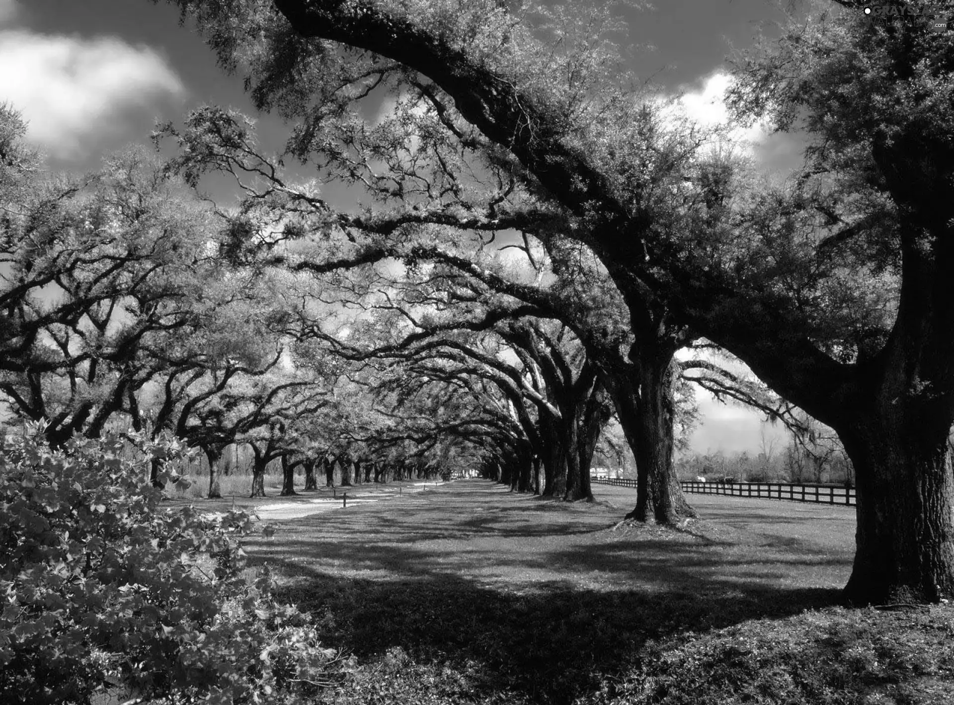 Park, viewes, Flowers, trees