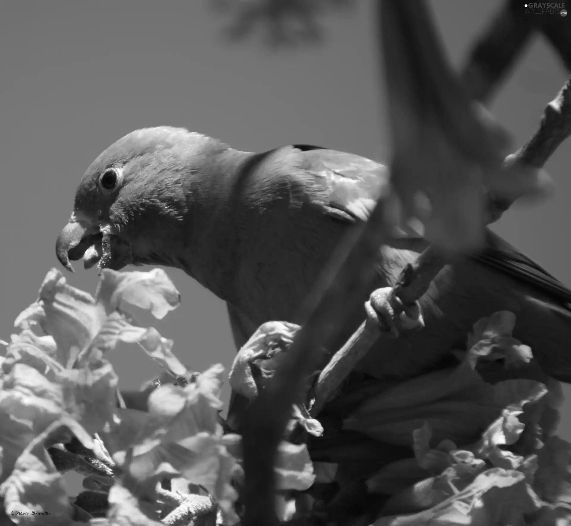 parrot, Flowers