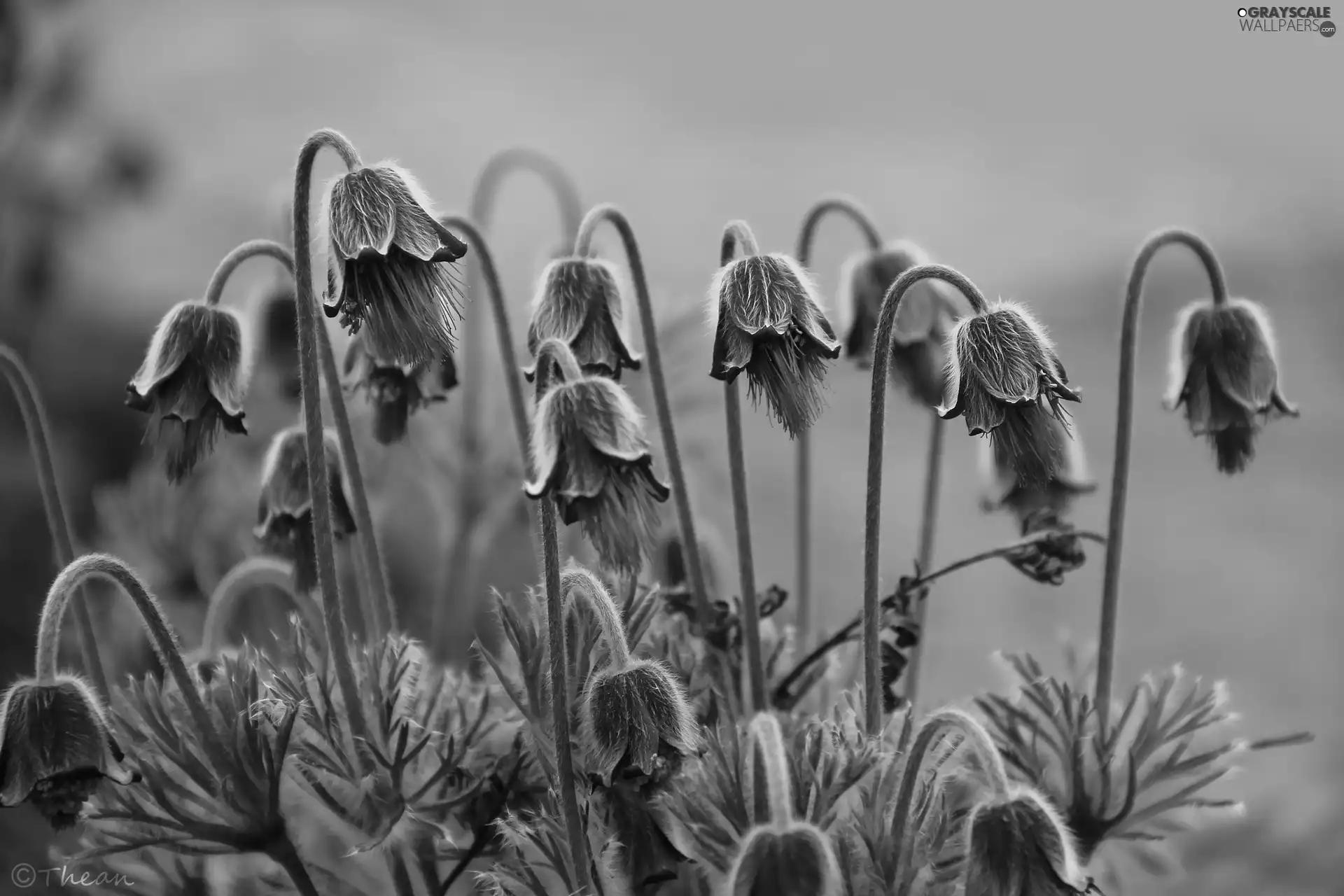 pasque, Flowers