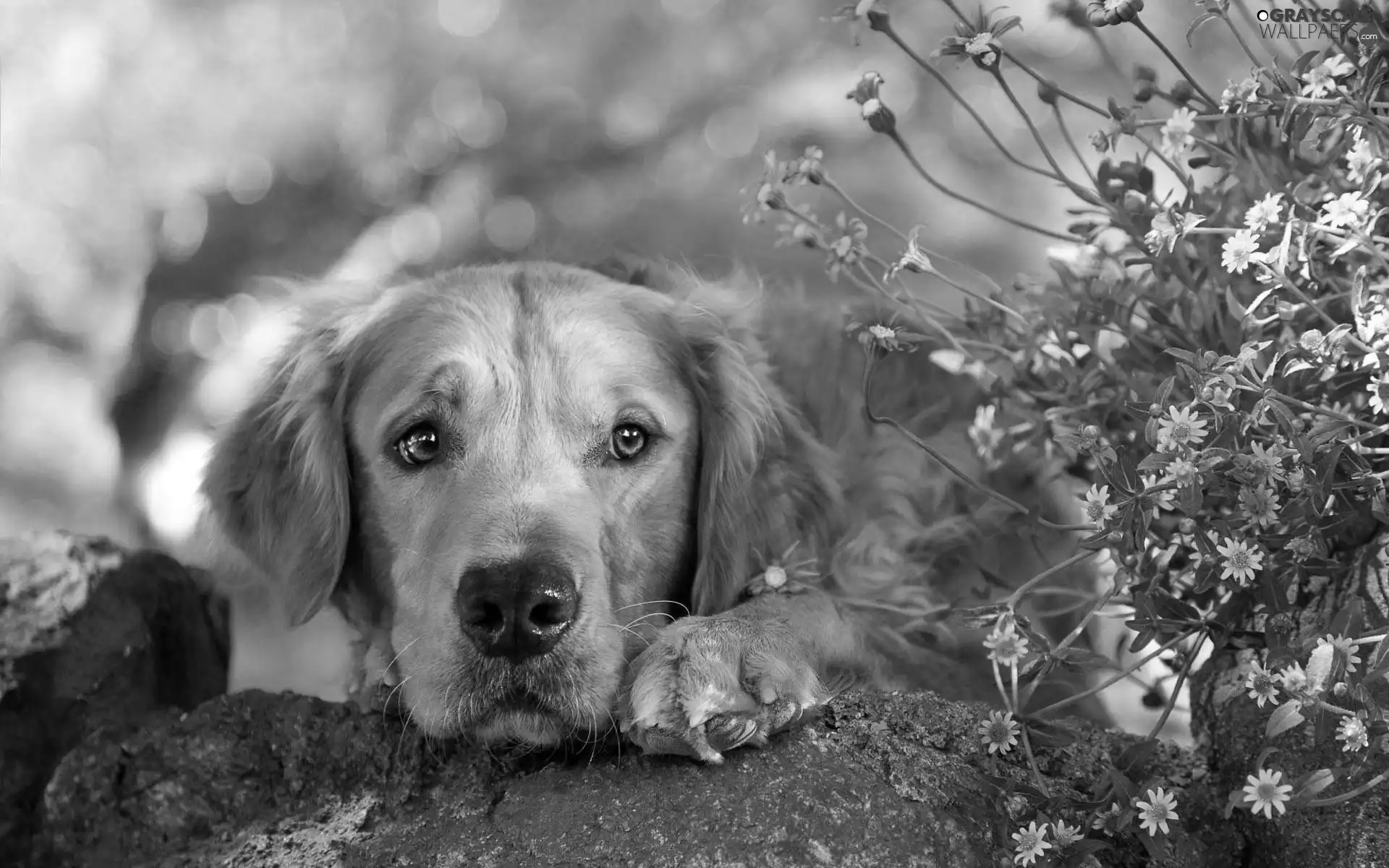 Flowers, dog, paw