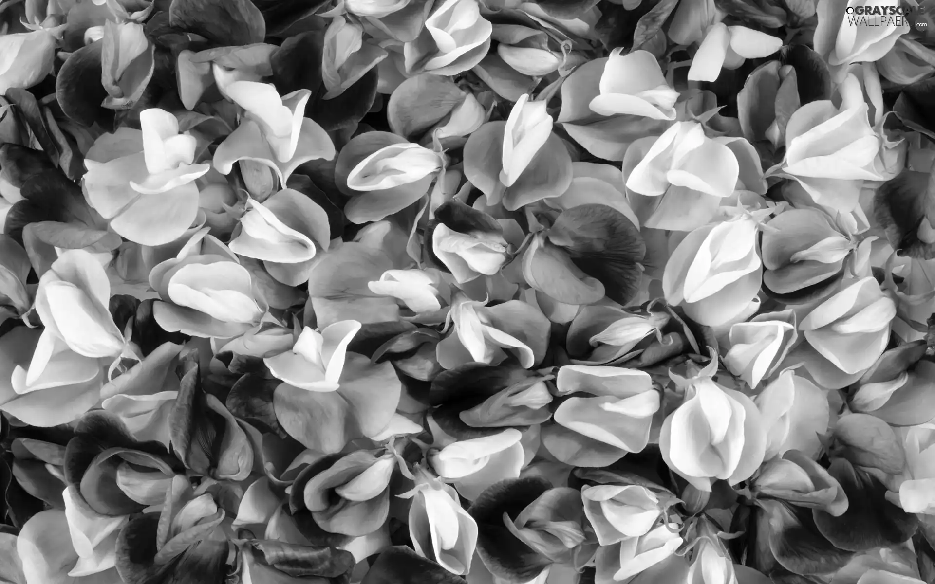 Sweet Peas, flakes, flowers