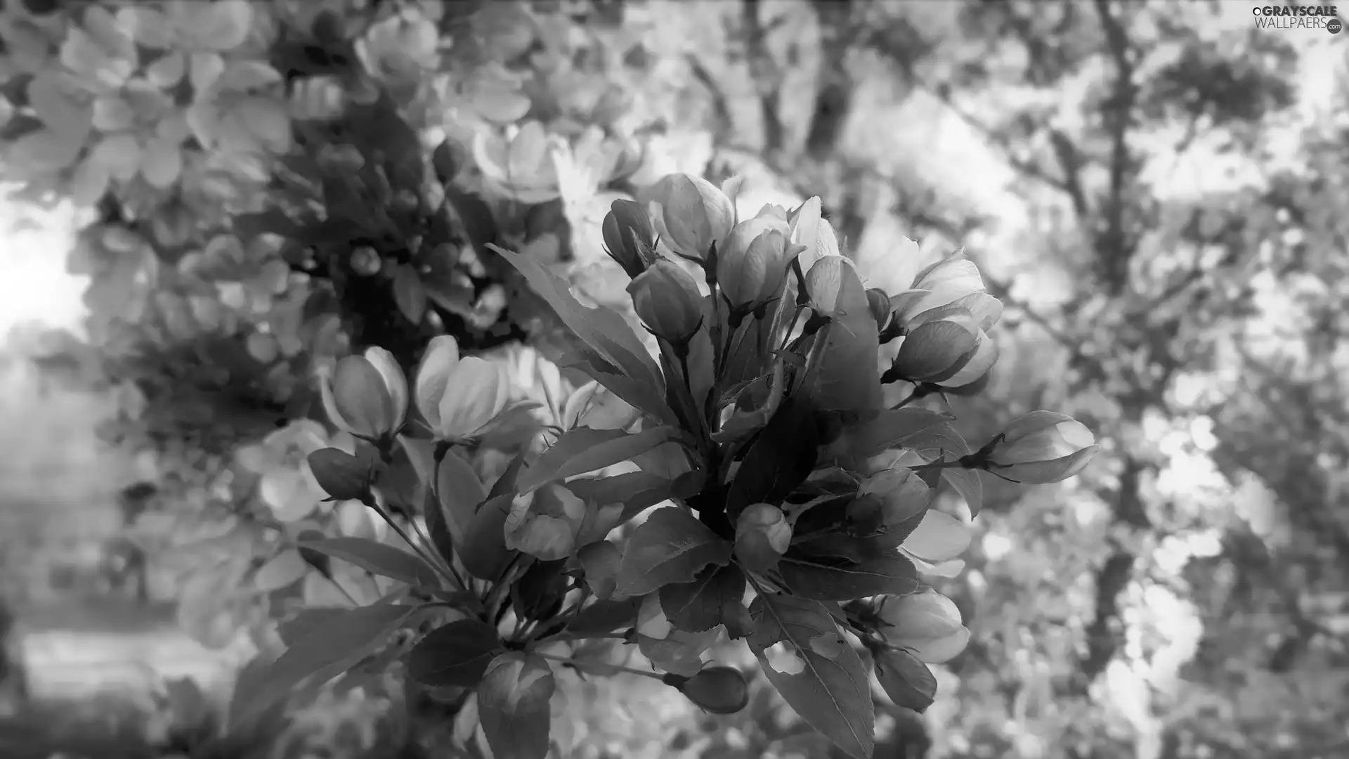 Fruit Tree, Pink, Flowers, branch pics