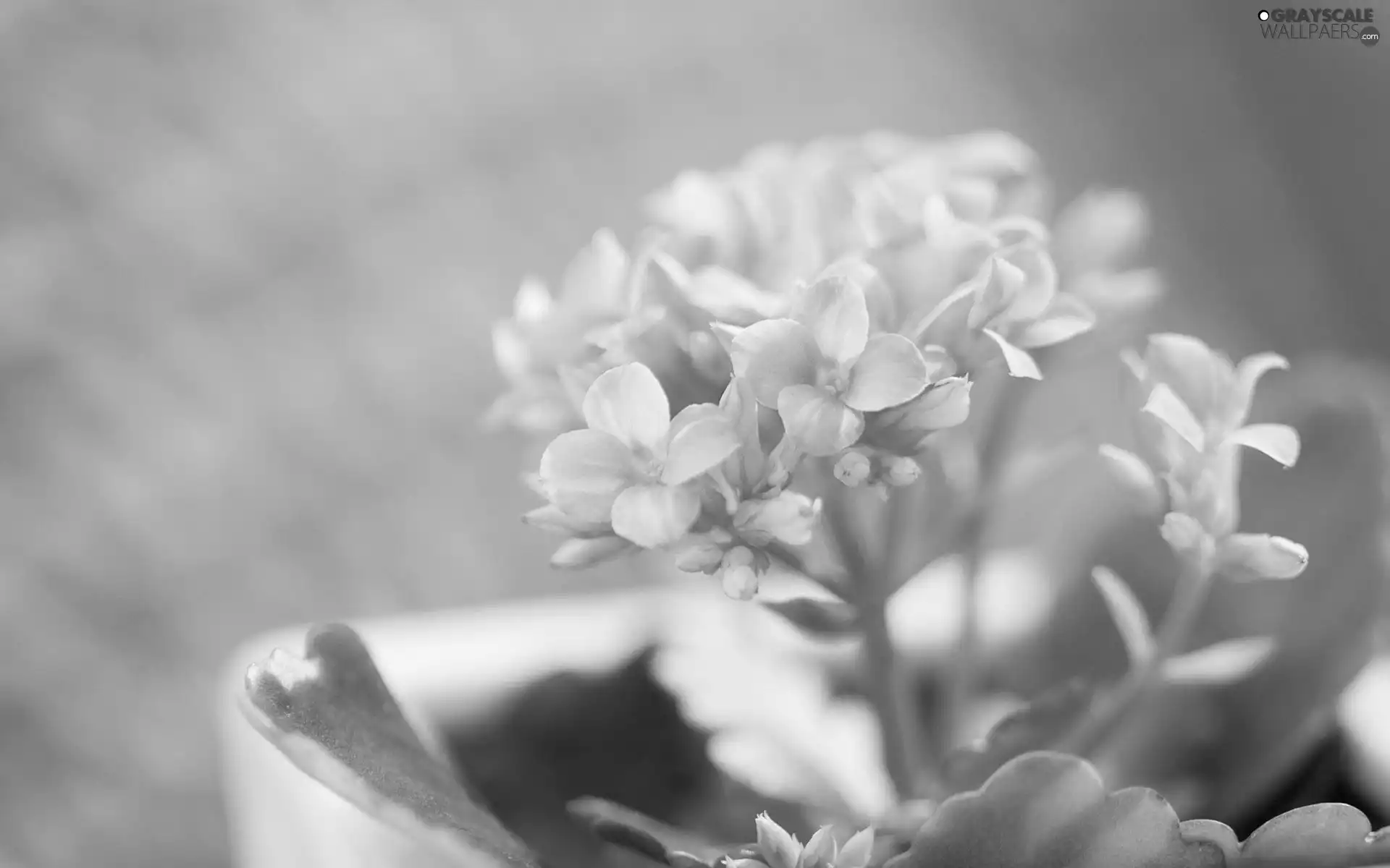 Pink, Flowers