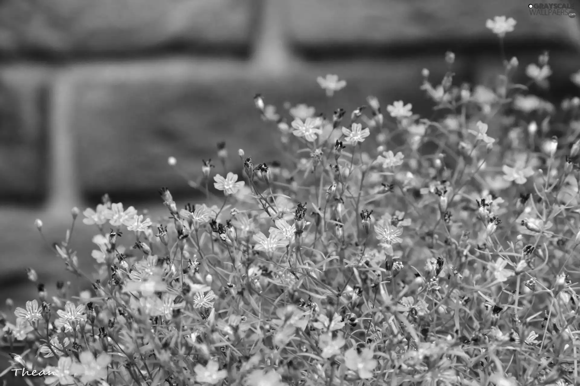 Pink, Flowers