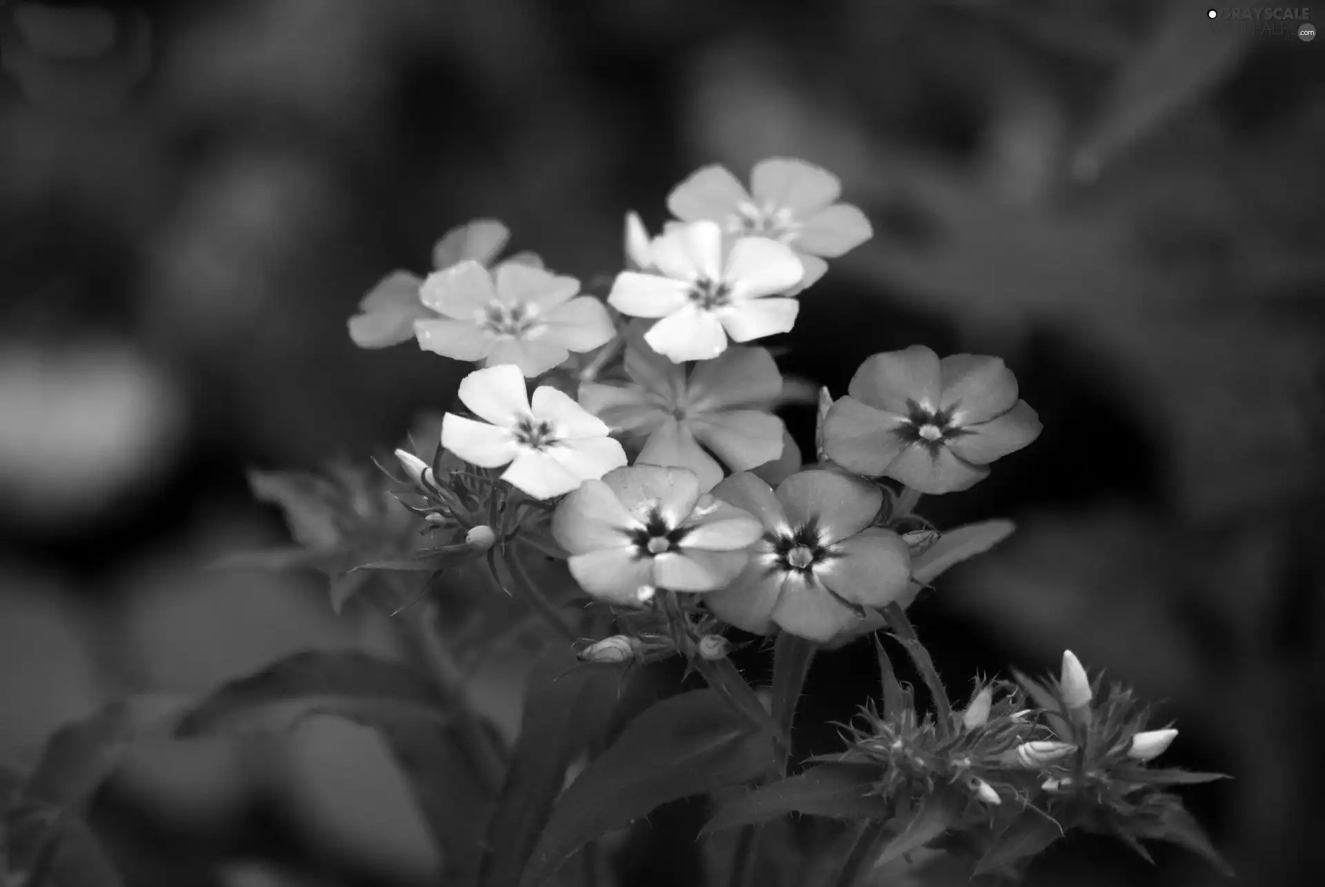 Pink, Flowers