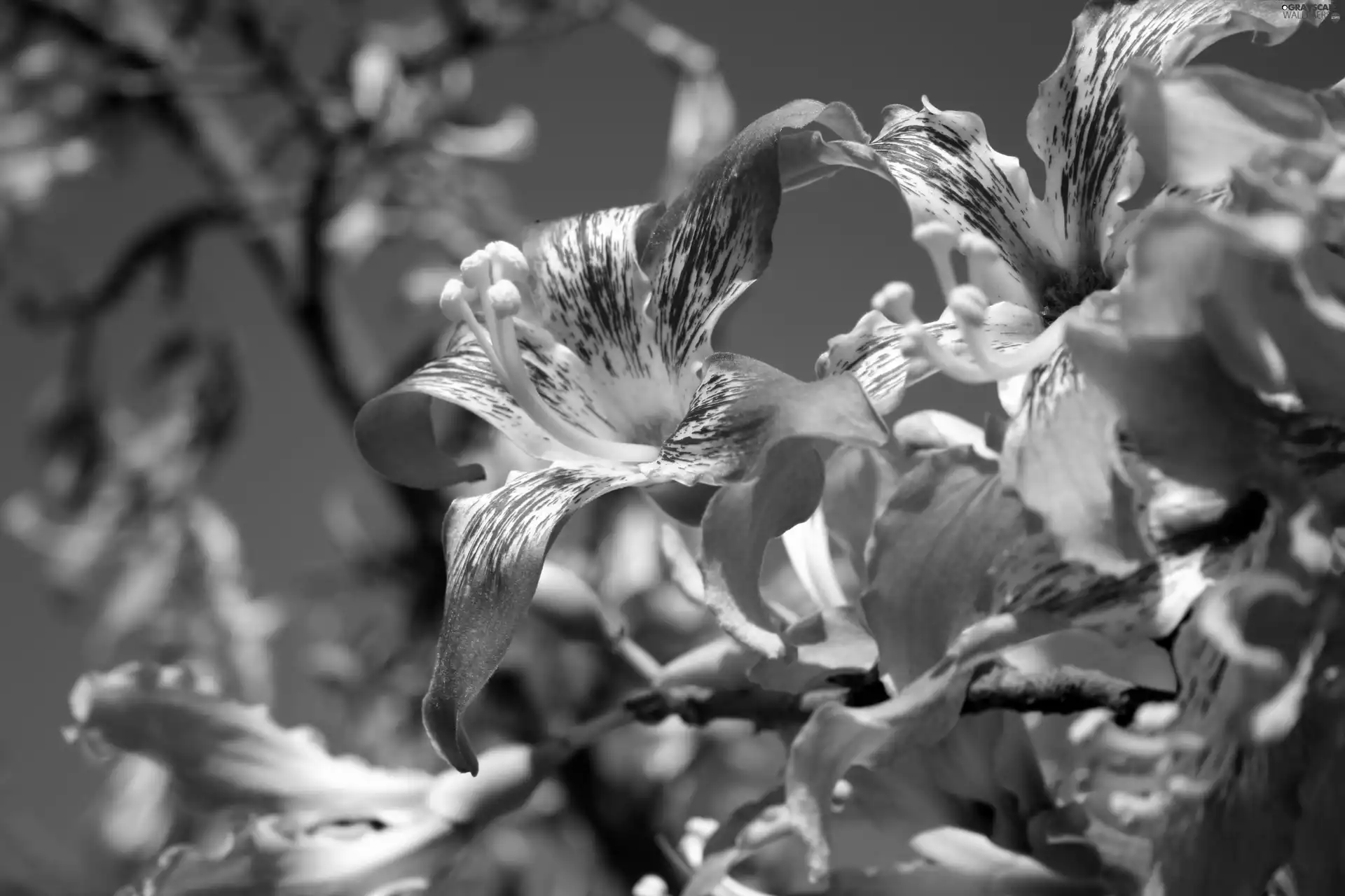 Twigs, Pink, Flowers