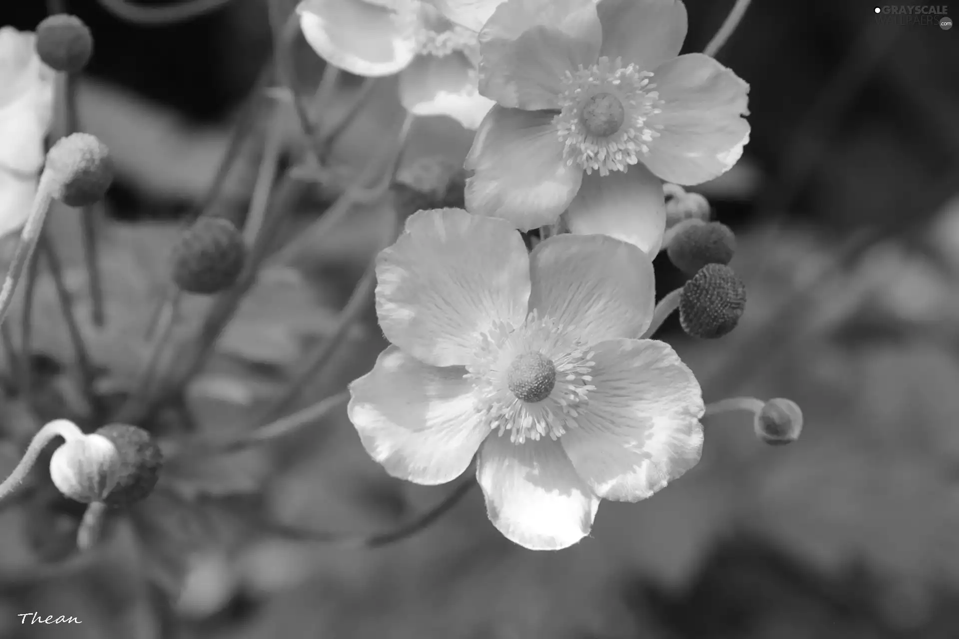 Japanese anemone, Pink, Flowers