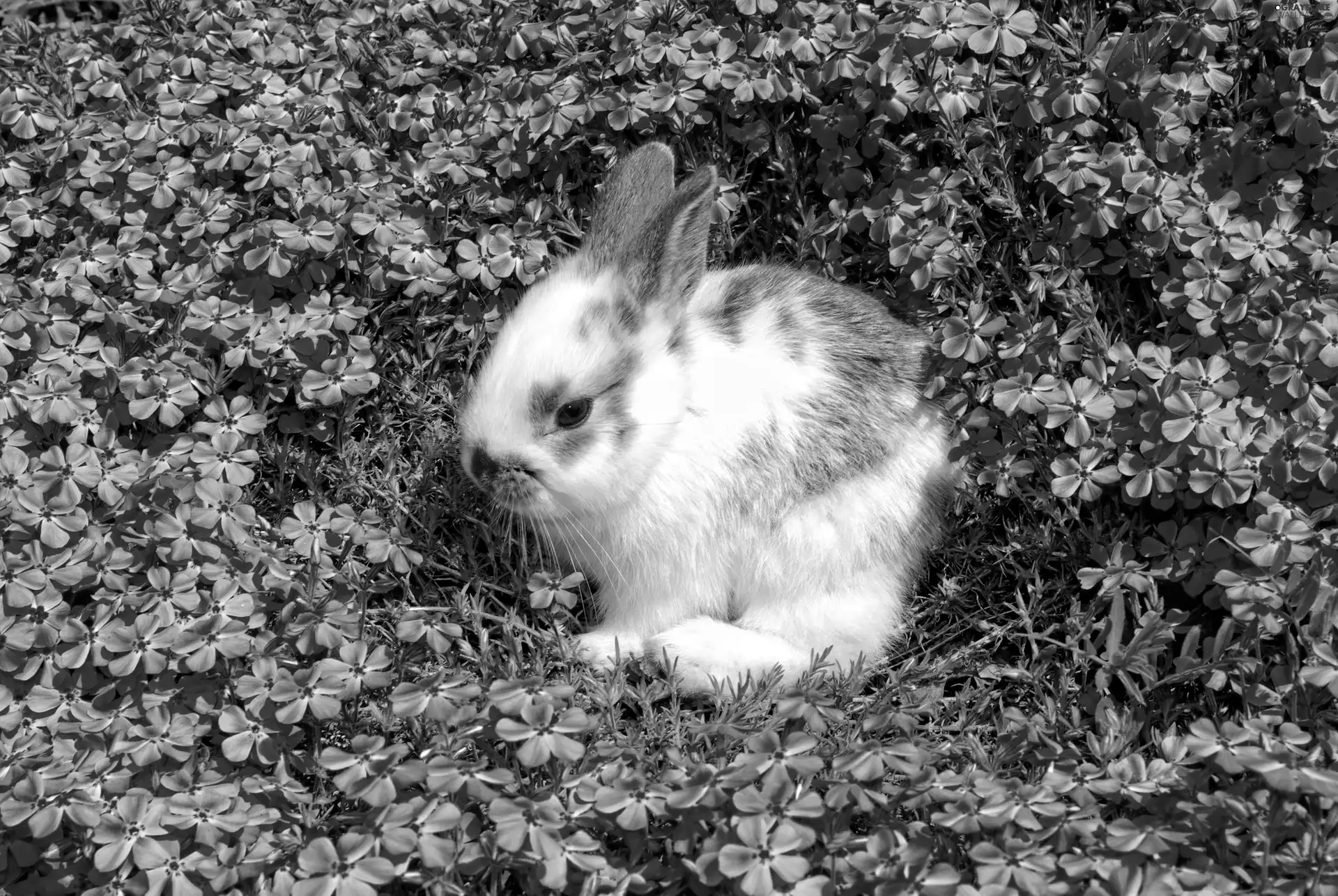 flowers, Bunny, Pink