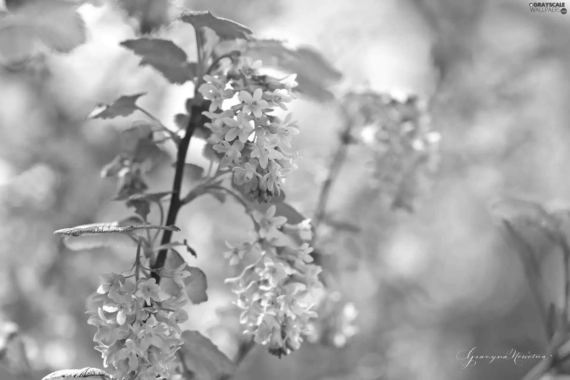 Flowers, Bush, Pink