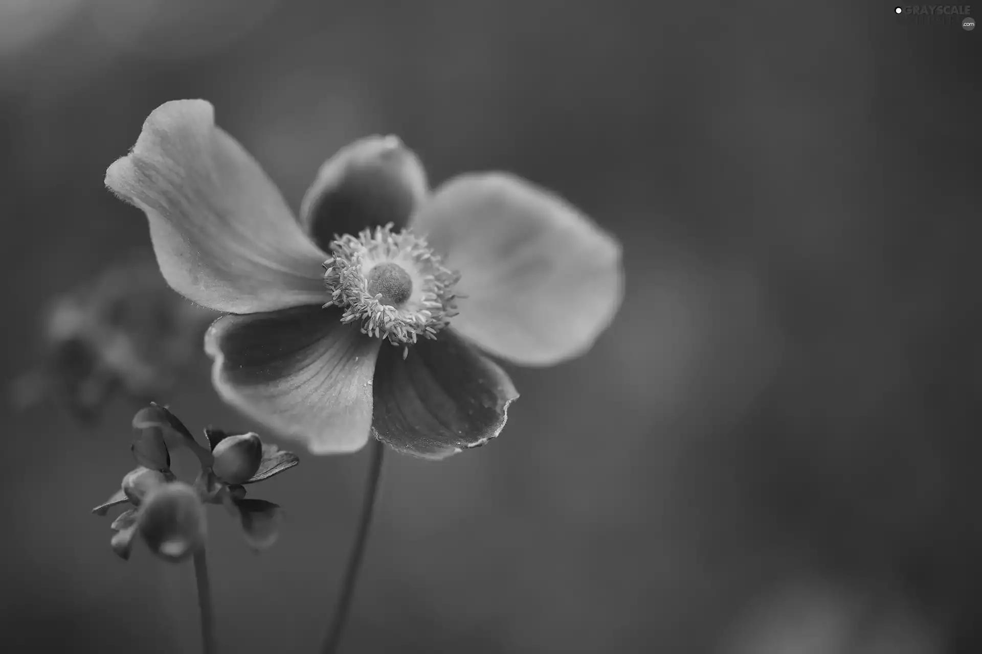Japanese anemone, Colourfull Flowers, bud, Pink