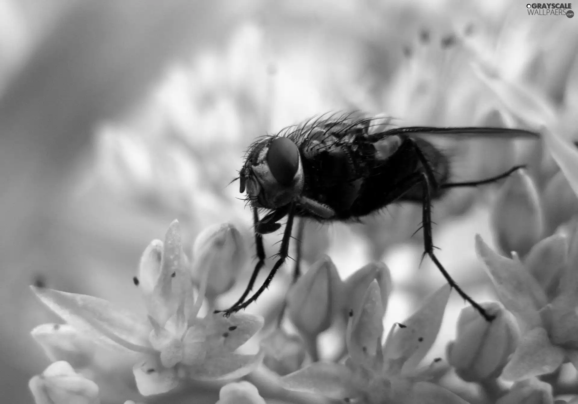 Flowers, fly, Pink