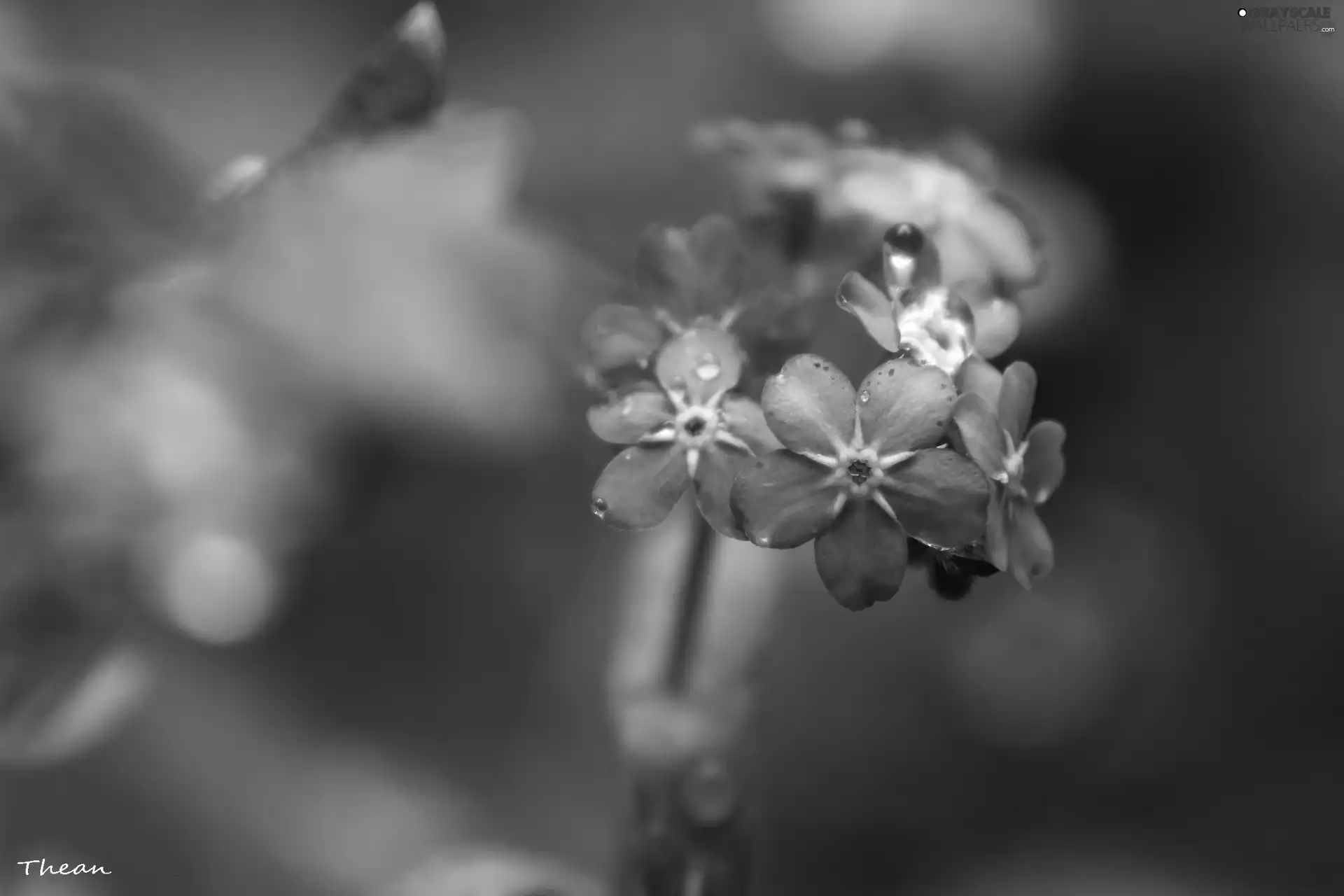 Flowers, Forget, Pink
