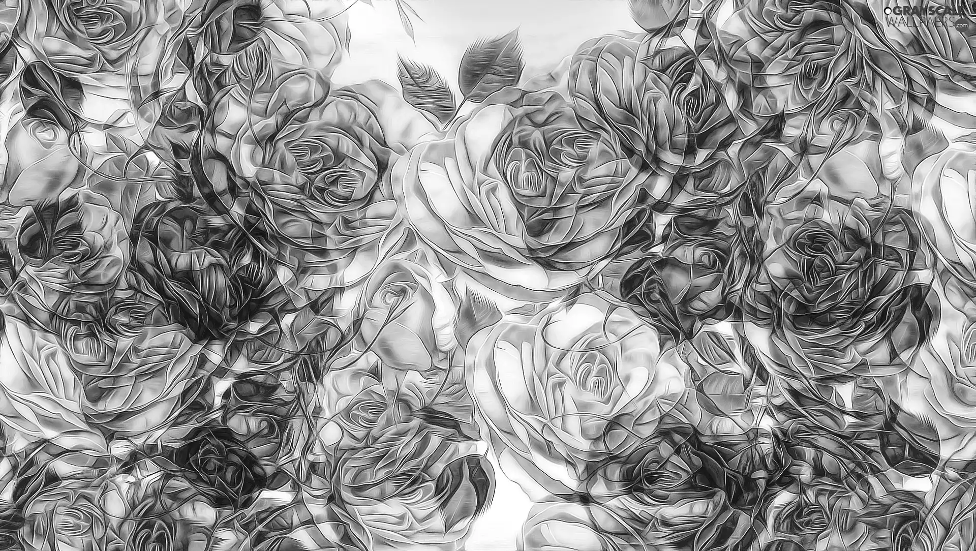 Pink, roses, Fractalius, Flowers