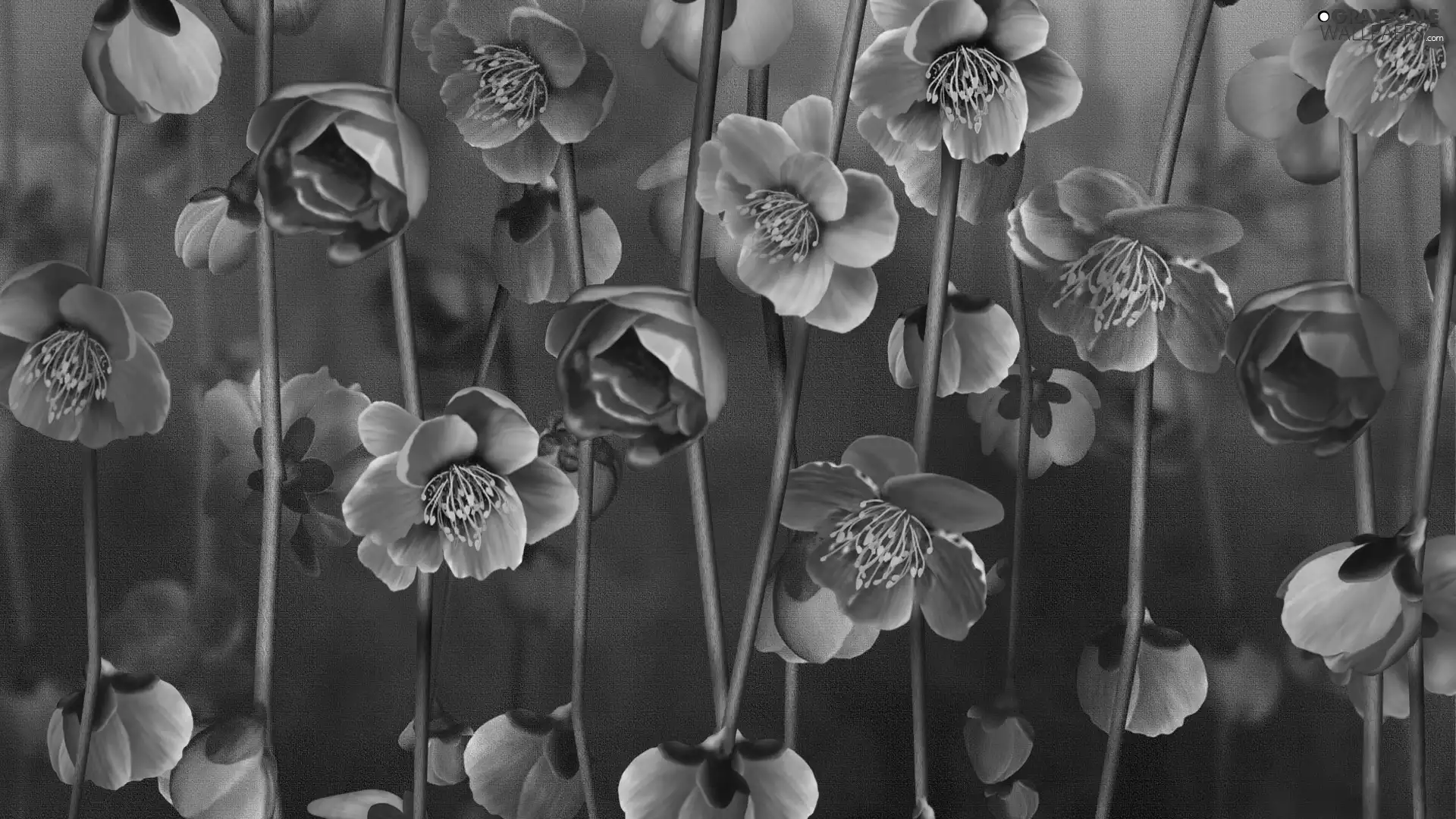 Flowers, hanging, Pink