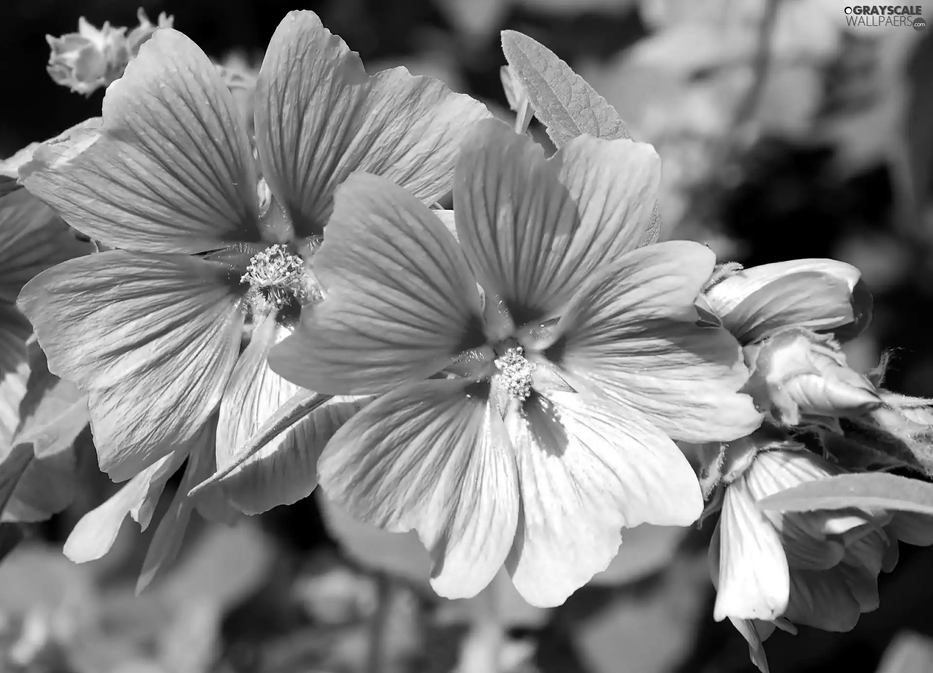 Lavatera, Pink, Flowers