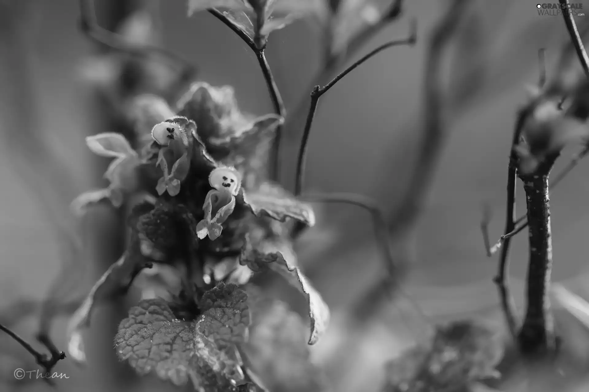 Flowers, nettle, Pink