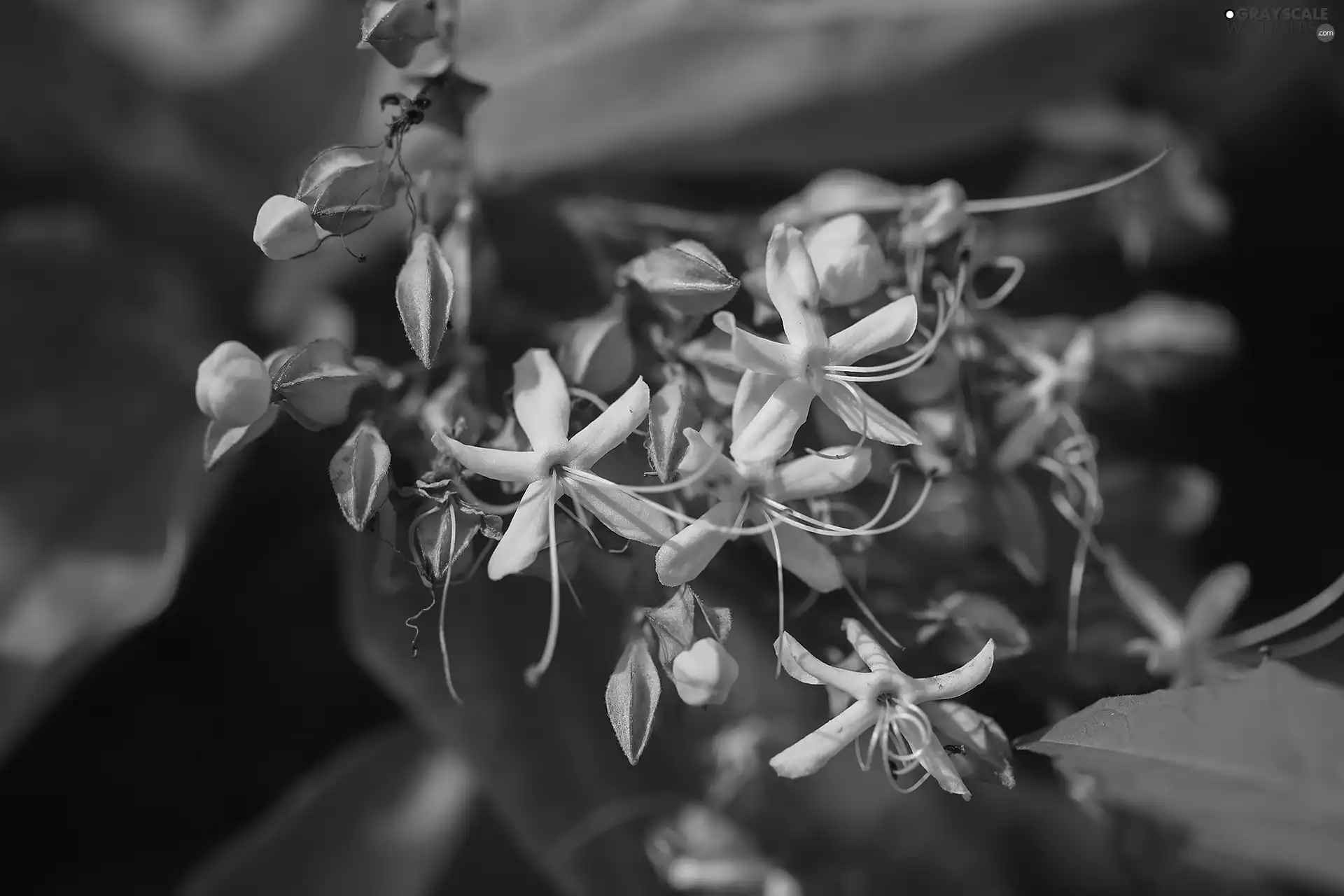 Flowers, rapprochement, Pink