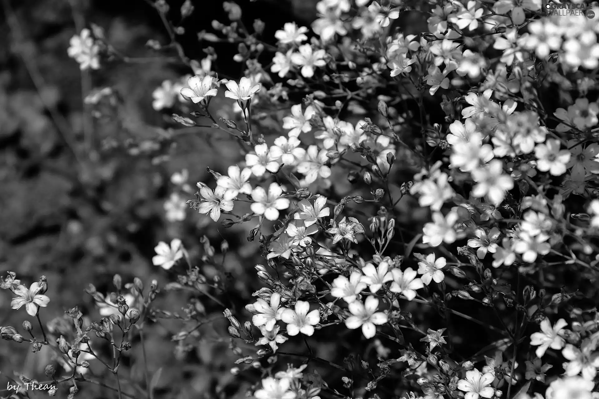 Flowers, Tiny, Pink