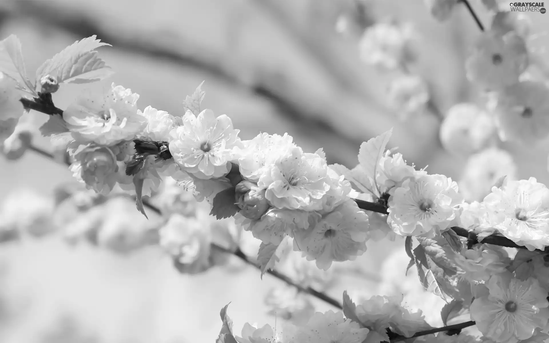 Flowers, tonsil, Pink