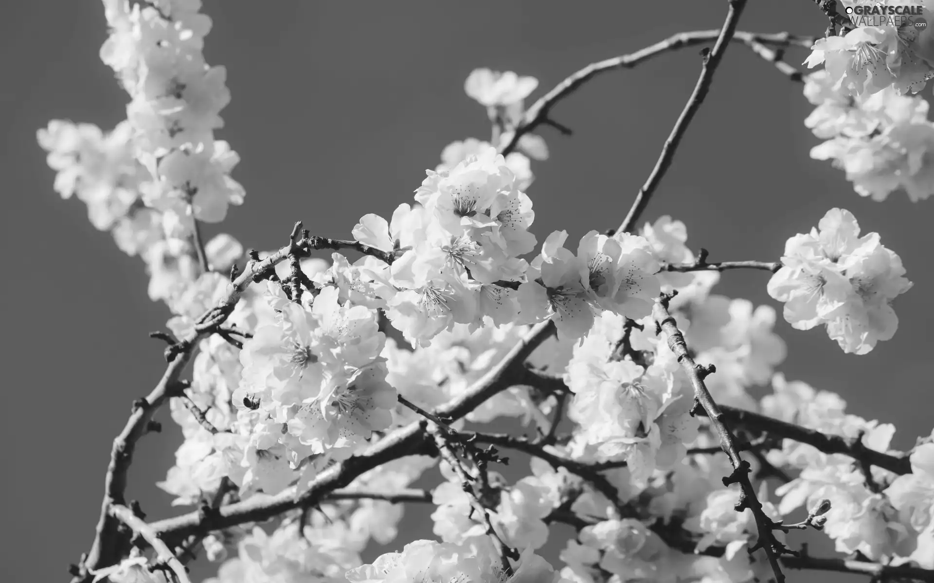twig, Fruit Tree, Flowers, flowery, Pink
