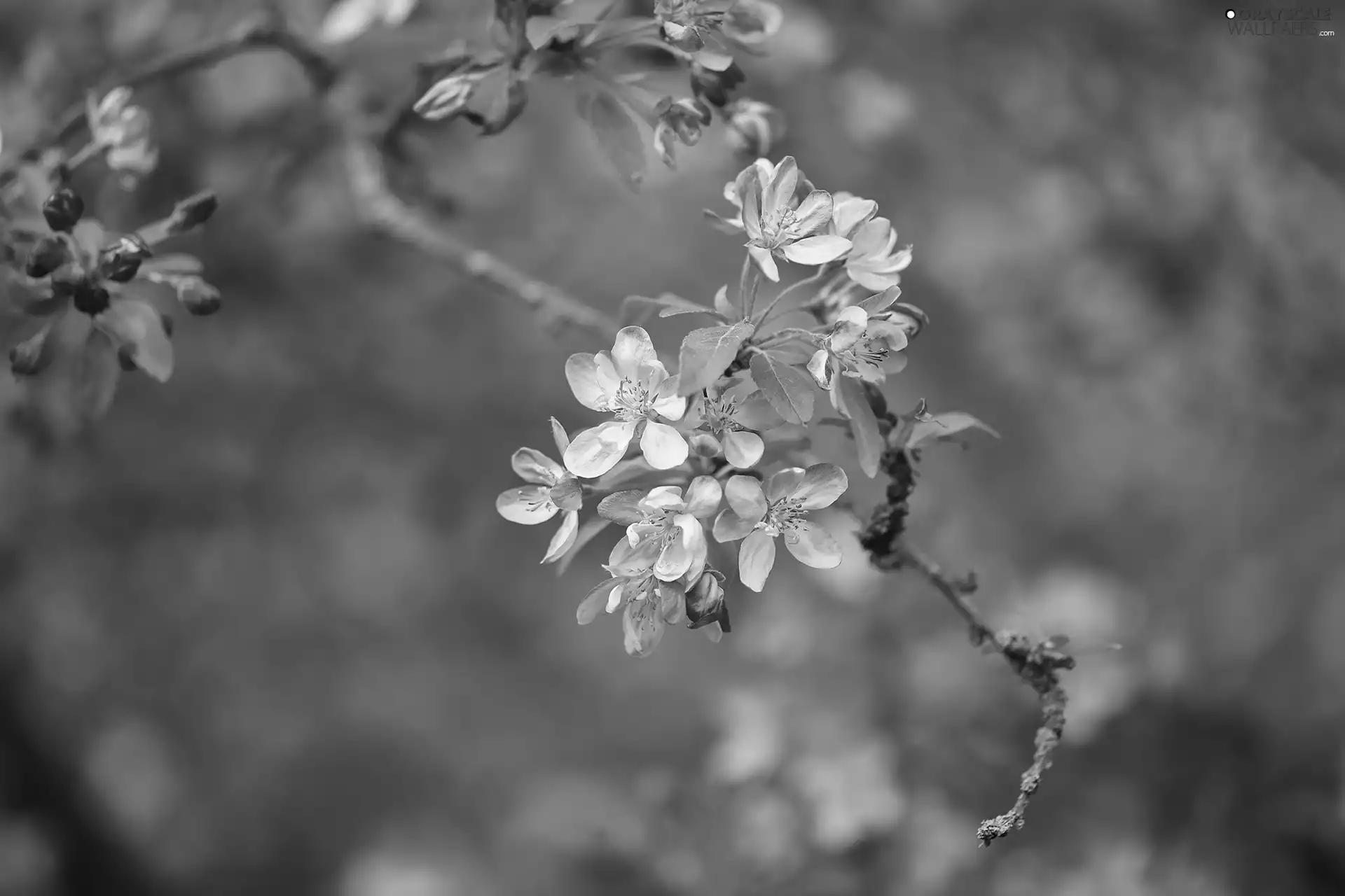 Twigs, Fruit Tree, Flowers, Flourished, Pink