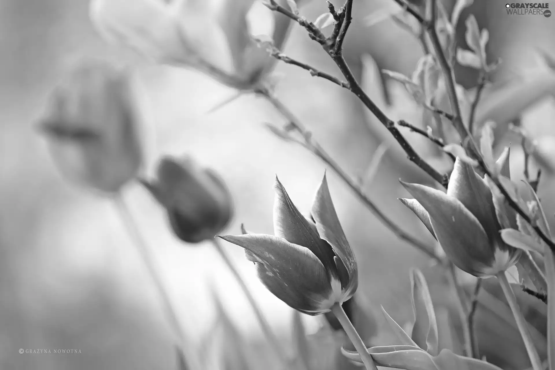 Flowers, Tulips, Pink