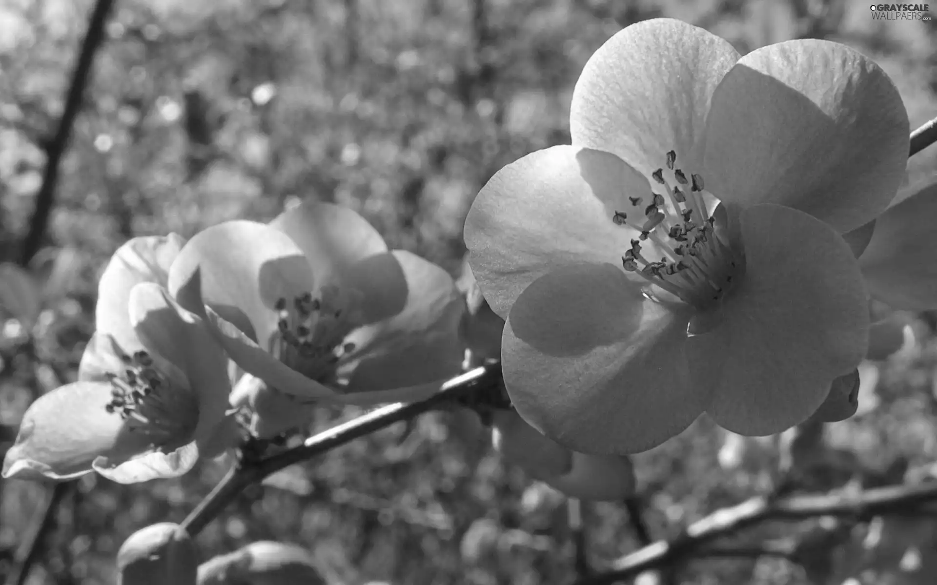 Flowers, twig, Pink