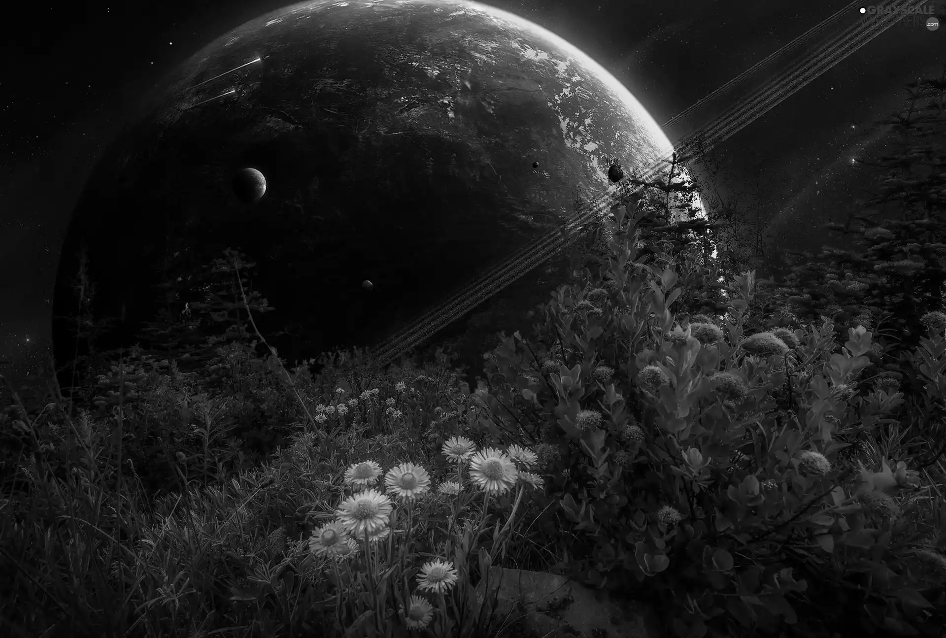 Flowers, fantasy, Planet