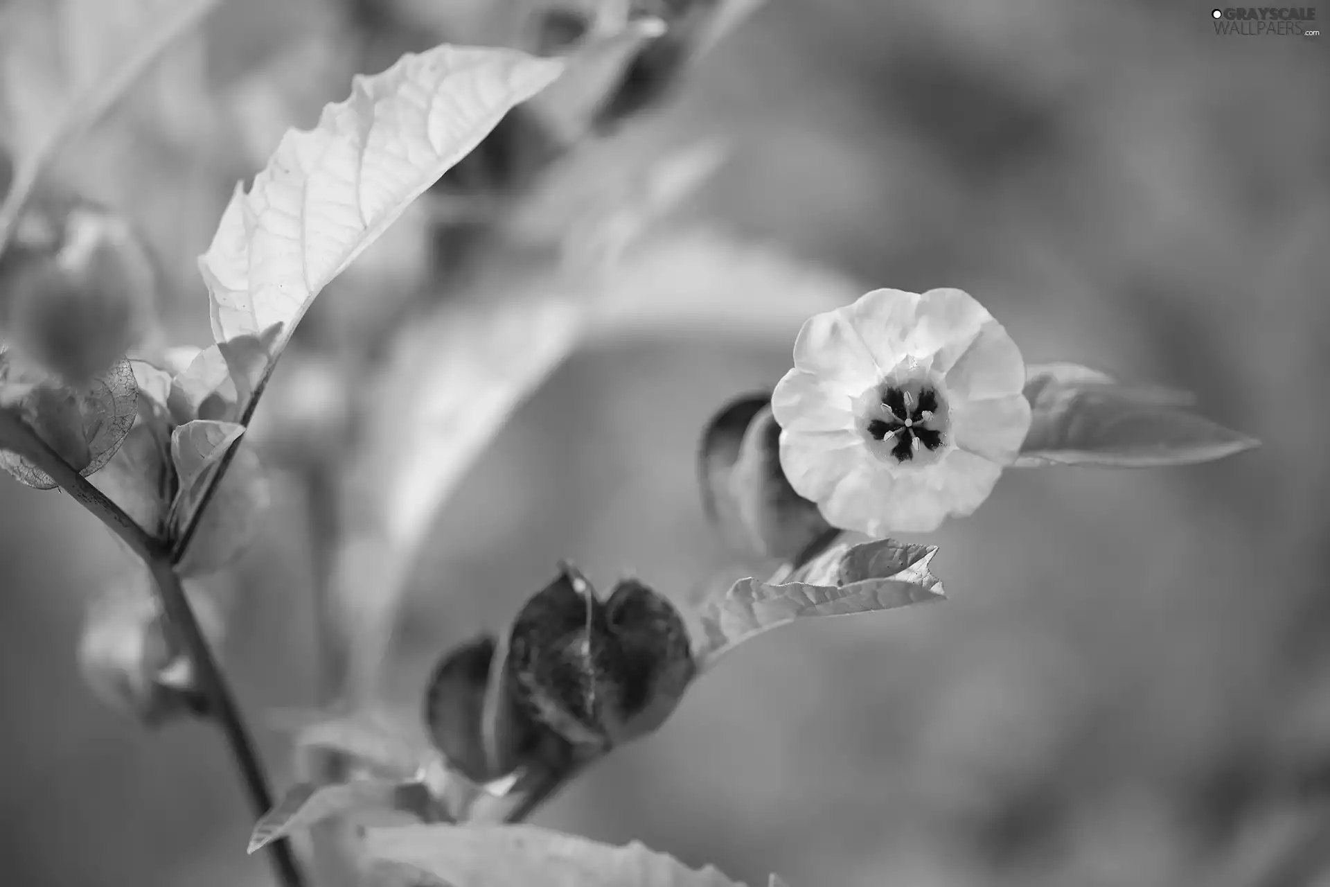 plant, Violet, Colourfull Flowers